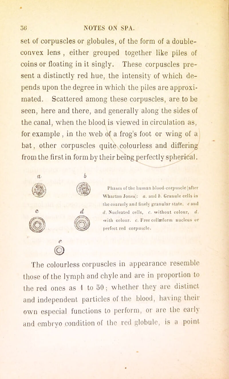 set of corpuscles or globules, of the form of a double- convex lens , either grouped together like piles of coins or floating in it singly. These corpuscles pre- sent a distinctly red hue, the intensity of which de- pends upon the degree in which the piles are approxi- mated. Scattered among these corpuscles, are to be seen, here and there, and generally along the sides of the canal, when the blood is viewed in circulation as, for example , in the web of a frog’s foot or wing of a , bat, other corpuscles quite.colourless and differing from the first in form by their being perfectly spherical. Pliases of the human hloud-corpuscle(aflt?r Wharton Jones): a. ami b. Granule cells in the coarsely ami tincly granular stale, c and d. Nucleated cells, c. without colour, d. with colour, e. Free cello?form nucleus or perfect red corpuscle. The colourless corpuscles in appearance resemble those of the lymph and chyle and are in proportion to the red ones as 1 to 50; whether they are distinct and independent particles of the blood, having their own especial functions to perform, or are the early and embryo condition of the red globule, is a point