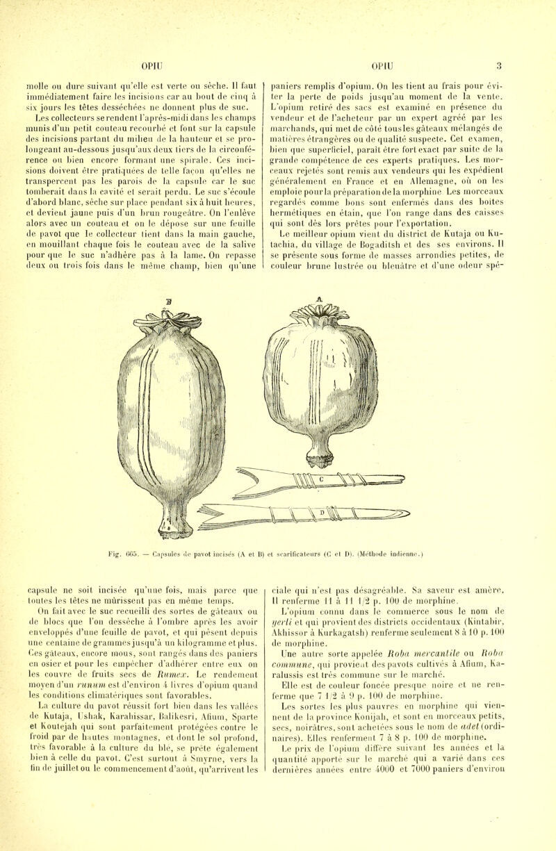 molle ou dure suivant qu’elle est verte ou sèche. 11 faut immédiatement faire les incisions car au bout de cinq à six jours les têtes desséchées ne donnent plus de suc. Les collecteurs se rendent l’après-midi dans les champs munis d’un petit couteau recourbé et font sur la capsule des incisions partant du milieu de la hauteur et se pro- longeant au-dessous jusqu’aux deux tiers de la circonfé- rence ou bien encore formant une spirale. Ces inci- sions doivent être pratiquées de telle façon qu’elles ne transpercent pas les parois de la capsule car le suc tomberait dans la cavité et serait perdu. Le suc s’écoule d’abord blanc, sèche sur place pendant six à huit heures, et devient jaune puis d’un brun rougeâtre. On l’enlève alors avec un couteau et on le dépose sur une feuille de pavot que le collecteur tient dans la main gauche, en mouillant chaque fois le couteau avec de la salive pour que le suc n’adhère pas à la lame. On repasse deux ou trois fois dans le même champ, bien qu’une paniers remplis d’opium. On les tient au frais pour évi- ter la perte de poids jusqu’au moment de la vente. L'opium retiré des sacs est examiné en présence du vendeur et de l’acheteur par un expert agréé par les marchands, qui met de côté tousles gâteaux mélangés de matières étrangères ou de qualité suspecte. Cet examen, bien que superficiel, parait être fort exact par suite de la grande compétence de ces experts pratiques. Les mor- ceaux rejetés sont remis aux vendeurs qui les expédienl généralement en France et en Allemagne, où on les emploie pour la préparation delà morphine Les morceaux regardés comme bons sont enfermés dans des boites hermétiques en étain, que l’on range dans des caisses qui sont dès lors prêtes pour l’exportation. Le meilleur opium vient du district de Kutaja ou Ku- lachia, du village de Bogaditsh et des ses environs. Il se présente sous forme de masses arrondies petites, de couleur brune lustrée ou bleuâtre et d’une odeur spé- Fig. 665. — Capsules de pavot incisés (A et B) et scarificateurs (C et D). (Méthode indienne.) capsule ne soit incisée qu’une fois, mais parce que toutes les têtes ne mûrissent pas en même temps. On fait avec le suc recueilli des sortes de gâteaux ou de blocs que l’on dessèche à l’ombre après les avoir enveloppés d’une feuille de pavot, et qui pèsent depuis une centaine de grammes jusqu’à un kilogramme et plus. Ces gâteaux, encore mous, sont rangés dans des paniers en osier et pour les empêcher d’adhérer entre eux on les couvre de fruits secs de Rumex. Le rendement moyen d’un runum est d’environ 4 livres d’opium quand les conditions climatériques sont favorables. La culture du pavot réussit fort bien dans les vallées de Kutaja, Ushak, Karahissar, Balikesri, Afium, Sparte et Koutejah qui sont parfaitement protégées contre le froid par de hautes montagnes, et dont le sol profond, très favorable à la culture du blé, se prête également bien à celle du pavot. C’est surtout à Smyrne, vers la lin de juillet ou le commencement d’août, qu’arrivent les ciale qui u'est pas désagréable. Sa saveur est amère. Il renferme il à 11 1/2 p. 100 de morphine. L’opium connu dans le commerce sous le nom de yerli et qui provient des districts occidentaux (Kintabir, Akhissor à Ivurkagatsh) renferme seulement 8 à 10 p. 100 de morphine. Une autre sorte appelée Roba mercantile ou Roba commune, qui provient des pavots cultivés à Afium, Ka- ralussis est très commune sur le marché. Elle est de couleur foncée presque noire et ne ren- ferme que 7 1/2 à 9 p. 100 de morphine. Les sortes les plus pauvres en morphine qui vien- nent de la province Konijah, et sont en morceaux petits, secs, noirâtres, sont achetées sous le nom de adet (ordi- naires). Elles renferment 7 à 8 p. 100 de morphine. Le prix de l’opium diffère suivant les années et la quantité apporté sur le marché qui a varié dans ces dernières années entre 4000 et 7000 paniers d’environ