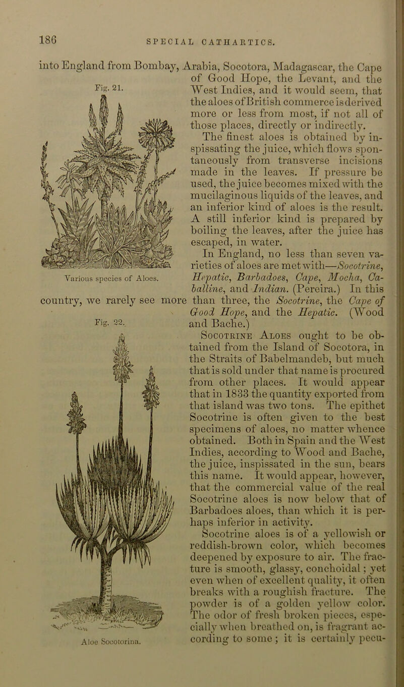 18G Fig. 21. Various species of Aloes. Fig. 22. ought to be ob- into England from Bombay, Arabia, Socotora, Madagascar, the Cape of Good Hope, tlie Levant, and tlie West Indies, and it would seem, tliat the aloes of British commerce is derived more or less from most, if not all of those places, directly or indirectly. The finest aloes is obtained by in- spissating the juice, which flows spon- taneously from transverse incisions made in the leaves. If pressure be used, the juice becomes mixed with the mucilaginous liquids of the leaves, and an inferior kind of aloes is the result. A still inferior kind is prepared by boiling the leaves, after the juice has escaped, in water. In England, no less than seven va- rieties of aloes are met with—Socotrine^ Hematic, Barhadoes^ Cape, Moclia^ Ca- halline, and Indian. (Pereira.) In this country, we rarely see more than three, the Socotrine, the Cape of Good Hope, and the Hepatic. (Wood and Bache.) SocoTRiNE Aloes tained from the Island of Socotora, in the Straits of Babelmandeb, but much that is sold under that name is procured from other places. It would appear that in 1833 the quantity exported from that island was two tons. The epithet Socotrine is often given to the best specimens of aloes, no matter whence obtained. Both in Spain and the West Indies, according to Wood and Bache, the juice, inspissated in the sun, bears this name. It would appear, however, that the commercial value of the real Socotrine aloes is now below that of Barbadoes aloes, than which it is per- haps inferior in activit}^ Socotrine aloes is of a yellowish or reddish-brown color, which becomes deepened by exposure to air. The frac- ture is smooth, glassy, conchoidal; yet even when of excellent quality, it often breaks with a roughish fracture. The powder is of a golden yellow color. The odor of fresh broken pieces, espe- cially when breathed on, is fragrant ac- cording to some ; it is certainly pecu- Aloe Souotorina.