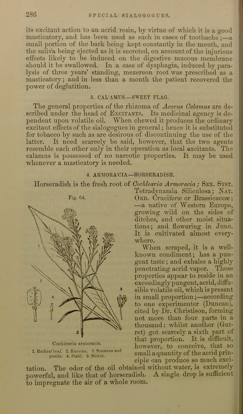 its excitant action to an acrid resin, by virtue of wliich it is a good masticatory, and lias been used as such in cases of tootbache;—a small portion of the bark being kept constantly in the mouth, and the saliva being ejected as it is secreted, on account of the injurious etieots likely to be induced on the digestive mucous membrane should it be swallowed. In a case of dysphagia, induced by para- lysis of three years’ standing, mezereon root was prescribed as a masticatory; and in less than a month the patient recovered the power of deglutition. 3. CAL'AMUS.—SWEET FLAG. The general properties of the rhizoma of Acorus Qalamus are de- scribed under the head of Excitants. Its medicinal agency is de- pendent upon volatile oil. When chewed it produces the ordinary excitant efects of the sialogogues in general; hence it is substituted for tobacco by such as are desirous of discontinuing the use of the latter. It need scarcely be said, however, that the two agents resemble each other only in their operation as local excitants. The calamus is possessed of no narcotic properties. It may be used whenever a masticatory is needed. 4. ARMORA'CIA.—HORSERADISH. Horseradish is the fresh root of Ooclilearia Armoracia ; Sex. Syst. Tetradynamia Siliculosa; Hat. Fig. 64. Ord. Cruciferse or Brassicacese ; —a native of Western Europe, growing wild on the sides of ditches, and other moist situa- tions; and flowering in June. It is cultivated almost every- where. When scraped, it is a well- known condiment; has a pun- gent taste; and exhales a highly penetrating acrid vapor. These properties appear to reside in an exceedingly pungent, acrid, difiu- sible volatile oil, which is present in small proportion;—according to one experimenter (Duncan), cited by Dr. Christison, forming not more than four parts in a thousand: whilst another (Gut- ret) got scarcely a sixth part of that proportion. It is difficult, however, to conceive, that so small a quantity of the acrid prin- ciple can produce so much exci- tation. The odor of the oil obtained without water, is extremely powerful, and like that of horseradish. A single drop is sufficient to impregnate the air of a whole room. Cochlearia armoracia. 1. Radical leaf. 2. Raceme. 3. Stamens and pistils. 4. Pistil. 6. Silicic.