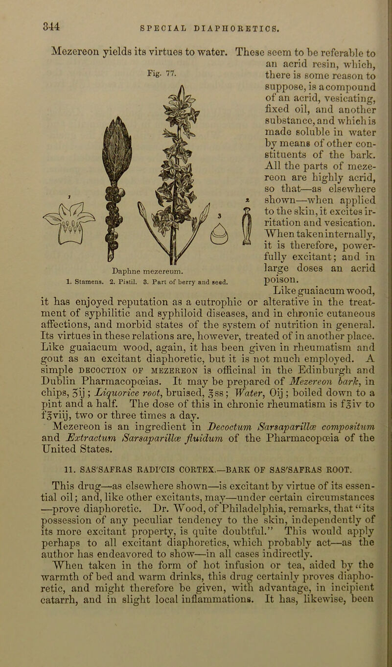 Mezereon yields its virtues to water. These seem to be referable to an acrid resin, which, there is some reason to suppose, is a compound of an acrid, vesicating, fixed oil, and another substance, and which is made soluble in water by means of other con- stituents of the bark. All the parts of meze- reon are highly acrid, so that—as elsewhere shown—when applied to the skin, it excites ir- ritation and vesication. When taken internally, it is therefore, power- fully excitant; and in large doses an acrid poison. Like guaiacum wood, it has enjoyed reputation as a eutrophic or alterative in the treat- ment of syphilitic and syphiloid diseases, and in chronic cutaneous affections, and morbid states of the system of nutrition in general. Its virtues in these relations are, however, treated of in another place. Like guaiacum wood, again, it has been given in rheumatism and gout as an excitant diaphoretic, but it is not much employed. A simple DECOCTION of mezereon is officinal in the Edinburgh and Dublin Pharmacopoeias. It may be prepared of Mezereon harh, in chips, 5ij ; Liquorice root, bruised, ^ss; Water, Oij ; boiled down to a pint and a half. The dose of this in chronic rheumatism is f^iv to f^viij, two or three times a day. Mezereon is an ingredient in JDeeoctum Sarsaparillce compositum and Extractum Sarsaparillce fluidum of the Pharmacopoeia of the United States. Daphne mezereiim. 1. Stamens. 2. Pistil. 3. Part of berry and seed. 11. SAS'SAFRAS RADI'CIS CORTEX.—BARK OF SAS'SAFRAS ROOT. This drug-—as elsewhere shown—is excitant by virtue of its essen- tial oil; and, like other excitants, may—under certain circumstances —prove diaphoretic. Dr. Wood, of Philadelphia, remarks, that “ its possession of any peculiar tendency to the skin, independently of its more excitant property, is quite doubtful.” This would apply perhaps to all excitant diaphoretics, which probably act—as the author has endeavored to show—in all cases indirectly. When taken in the form of hot infusion or tea, aided by the warmth of bed and warm drinks, this drug certainly proves diapho- retic, and might therefore be given, with advantage, in incipient catarrh, and in slight local infiammations. It has, likewise, been