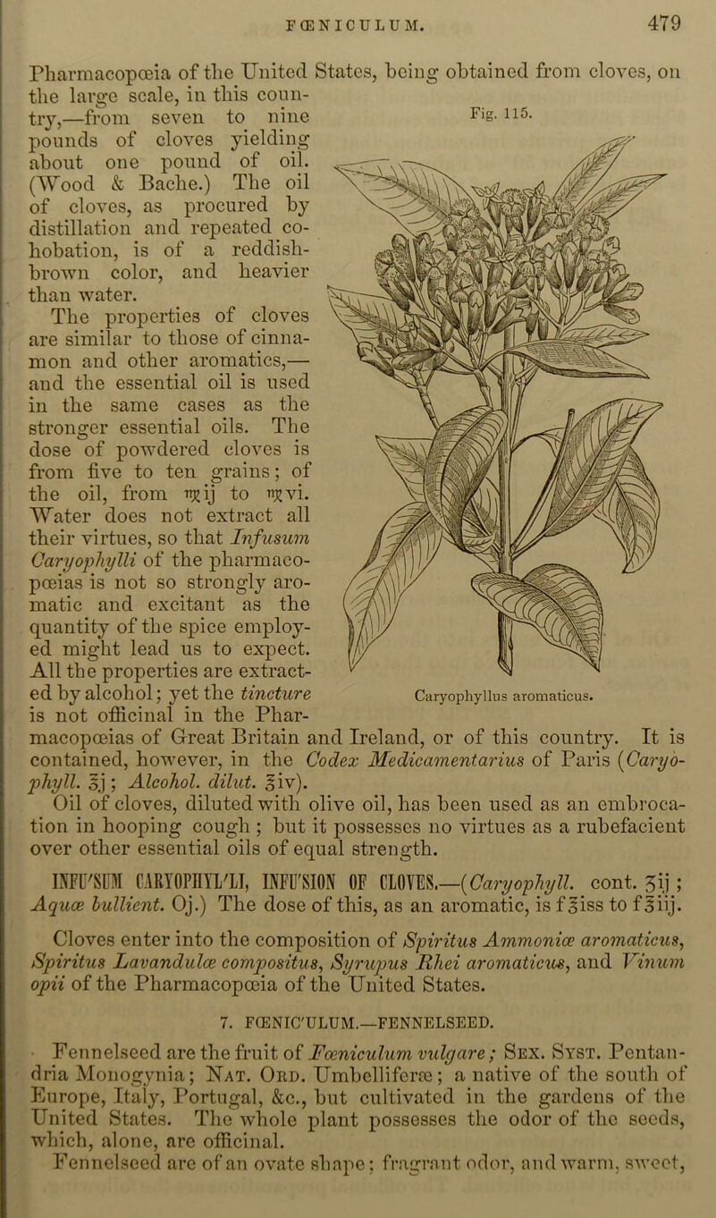 PharmacopcEia of the United States, being obtained from cloves, on the large scale, in this coun- try,—from seven to nine pounds of cloves yielding about one pound of oil. (Wood & Bacbe.) The oil of cloves, as procured by distillation and repeated co- bobation, is of a reddisb- brown color, and heavier than water. The properties of cloves are similar to those of cinna- mon and other aromatics,— and the essential oil is used in the same cases as the stronger essential oils. The dose of powdered cloves is from five to ten grains; of the oil, from i^ij to njjvi. Water does not extract all their virtues, so that Infusum Caryopliylli of the pharmaco- poeias is not so strongly aro- matic and excitant as the quantity of the spice employ- ed might lead us to expect. All the properties are extract- ed by alcohol; yet the tincture is not ofiicinal in the Phar- macopoeias of Great Britain and Ireland, or of this country. It is contained, however, in the Codex Medicamentarius of Paris [Caryo- phyll. 5j ; Alcohol, dilut. ^iv). Oil of cloves, diluted with olive oil, has been used as an embroca- tion in hooping cough ; but it possesses no virtues as a rubefacient over other essential oils of equal strength. INFU'SUM CARYOPniLTI, hVFU'SION OF mm.—{Oaryophyll cont. Jij ; Aquae bullient. Oj.) The dose of this, as an aromatic, is f^iss to f^iij. Cloves enter into the composition of Spiritus Ammonice aromaticus., Spiritus Lavandulae compositus, Syrupus Rhei aromaticu^y and Vinum opii of the Pharmacopoeia of the United States. 7. F(ENIC'ULUM.—FENNELSEED. Fennelseed are the fruit of Foeniculum vulgare; Sex. Syst. Pentan- dria Monogynia; Nat. Ord. Umbellifera3; a native of the south of Europe, Italy, Portugal, &c., but cultivated in the gardens of the United States. The whole plant possesses the odor of the seeds, which, alone, are officinal. Fennelseed are of an ovate shape; fragrant odor, and warm, sweet. Fig. 115. Caryophyllus aromaticus.