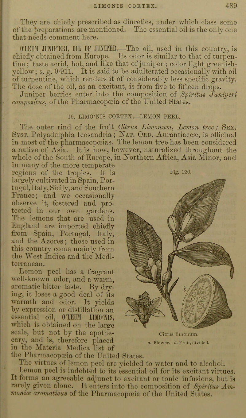 I They are chiefly prescribed as diuretics, under which class some of the preparations are mentioned. The essential oil is the only one that needs comment here. ! O'LEUM JUNIP'ERI, OIL OF JUNIPER.—The oil, used in this country, is chief!}’ obtained from Europe. Its odor is similar to that of turpen- I tine ; taste acrid, hot, and like that of juniper ; color light greenish- 1 yellow; s. g. 0-911. It is said to be adulterated occasionally with oil j of turpentine, whicli renders it of considerably less specific gravity. I The dose of the oil, as an excitant, is from five to fifteen drops. I Juniper berries enter into the composition of Spiritus Juni'peri compositus, of the Pharmacopoeia of the United States. j 19. LIMO'NIS CORTEX.—LEMON PEEL. I The outer rind of the fruit Citrus Limonum, Lemon tree; Sex. j Syst. Polyadelphia Icosandria; Uat. Ord. Aurantiaceae, is officinal I in most of the pharmacopoeias. The lemon tree has been considered I a native of Asia. It is now, however, naturalized throughout the ! whole of the South of Europe, in Northern Africa, Asia Minor, and in many of the more temperate regions of the tropics. It is largely cultivated in Spain, Por- tugal, Italy, Sicily, and Southern France; and we occasionally observe it, fostered and pro- tected in our own gardens. The lemons that are used in England are imported chiefly i from Spain, Portugal, Italy, and the Azores ; those used in this country come mainly from the NYest Indies and the Medi- terranean. Lemon peel has a fragrant well-known odor, and a warm, aromatic bitter taste. By dry- I ing, it loses a good deal of its warmth and odor. It yields by expression or distillation an essential oil, O'LEUM LIMO'NIS, which is obtained on the large scale, but not by the apothe- cary, and is, therefore placed I in the Materia Medica list of the Pharmacopoeia of the United States. I The virtues of lemon peel are yielded to water and to alcohol. I ’ Lemon peel is indebted to its essential oil for its excitant virtues. I It forms an agreeable adjunct to excitant or tonic infusions, but is I rarely given alone. It enters into the composition of Spiritus Am- monicB aromaticus of the Pharmacopoeia of the United States. Fig. 120. Citrus limonum. a, Flower, h. Fruit, divided.