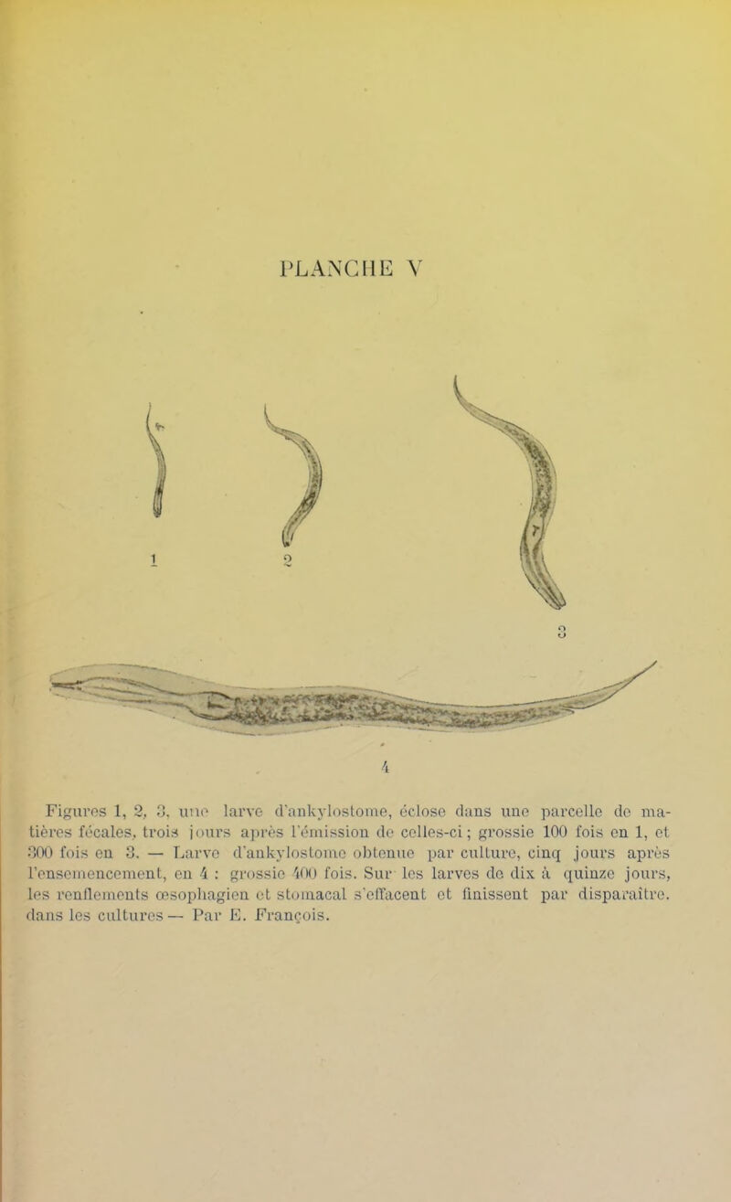 Fiiiros 1, 2, .'J, uno larve d’ankjiostome, éclose dans une parcelle de ma- tières fécales, trois jours après l'émission do celles-ci; grossie 100 fois en 1, et 000 fois en 3. — Larve d'ankylostome obtenue par crrllurc, cinq jours après rcnsemencoment, en 4 : grossie 10() fois. Sur les larves de dix à quinze Jours, les l’onllemcnts œsophagien et stomacal s'elTaceut et finissent par disparaître, dans les cultures — Par E. François.