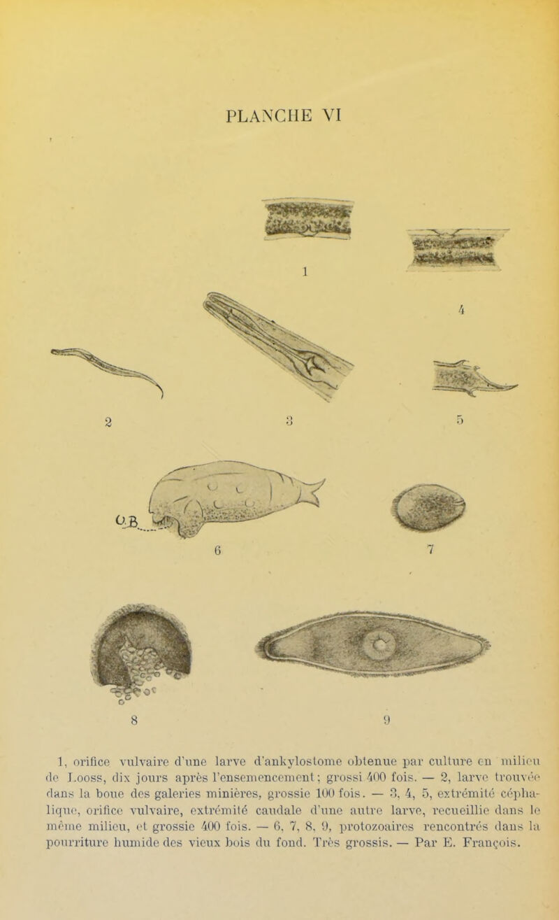 1, orifice vulvaire d’une larve d'ankylostome obtenue par culture eu milieu de I.ooss, dix jours après ronsemeucemeut ; grossi ■^00 fois. — 2, larve trouvée dans la boue des galeries minières, grossie 100 fois. — H, 4, 5, extrémité cépha- lique, orifice vulvaire, extrémité caudale d’une autre larve, recueillie dans le même milieu, (d grossie 400 fois. — 6, 7, 8. 0, protozoaires rencontrés dans la pourriture humide des vieux bois du fond. Très grossis. — Par E. François.