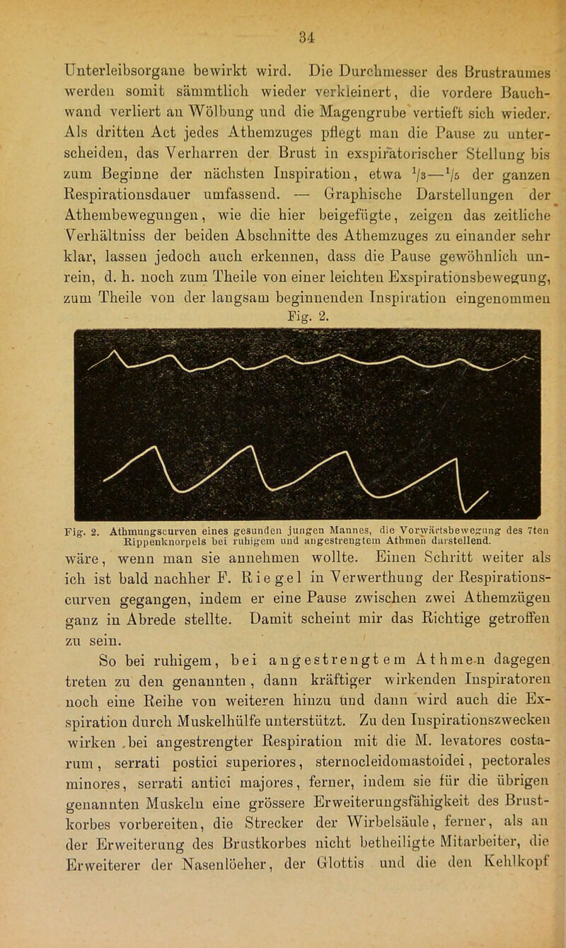 Unterleibsorgaue bewirkt wird. Die Durcbmesser des Brustraumes werden somit sämmtlich wieder verkleinert, die vordere Bauch- waud verliert au Wölbung und die Magengrube vertieft sich wieder. Als dritten Act jedes Atbemzuges pflegt man die Pause zu unter- scheiden, das Verharren der Brust in exspiratorischer Stellung bis zum Beginne der nächsten Inspiration, etwa der ganzen Respirationsdauer umfassend. — Graphische Darstellungen der Athembewegungen, wie die hier beigefügte, zeigen das zeitliche Verhältniss der beiden Abschnitte des Athemzuges zu einander sehr klar, lassen jedoch auch erkennen, dass die Pause gewöhnlich un- rein, d. h. noch zum Theile von einer leichten Exspirationsbewegung, zum Theile von der langsam beginnenden Inspiration eingenommen Fig. 2. Fig-. 2. Athmungscurven eines gesunden jungen Mannes, die Vorw.äi-Isbewegnng des 7ten Rippenknorpels bei ruhigem uud angestrengtem Atlimen darstellend. wäre, wenn man sie annehmen wollte. Einen Schritt weiter als ich ist bald nachher E. Riegel in Verwerthung der Respirations- curven gegangen, indem er eine Pause zwischen zwei Athemzügen ganz in Abrede stellte. Damit scheint mir das Richtige getroffen zu sein. So hei ruhigem, bei angestrengt ein Athme-n dagegen treten zu den genannten , daun kräftiger wirkenden Inspiratoren noch eine Reihe von weiteren hinzu und dann wird auch die Ex- spiration durch Muskelhülfe unterstützt. Zu den luspiratiouszwecken wirken .bei angestrengter Respiration mit die M. levatores costa- rum , serrati postici superiores, sternocleidomastoidei, pectorales minores, serrati antici majores, ferner, indem sie für die übrigen genannten Muskeln eine grössere Erweiteruugsfähigkeit des Brust- korbes vorbereiten, die Strecker der Wirbelsäule, ferner, als au der Erweiterung des Brustkorbes nicht betheiligte Mitarbeiter, die Erweiterer der Nasenlöeher, der Glottis und die den Kehlkopf