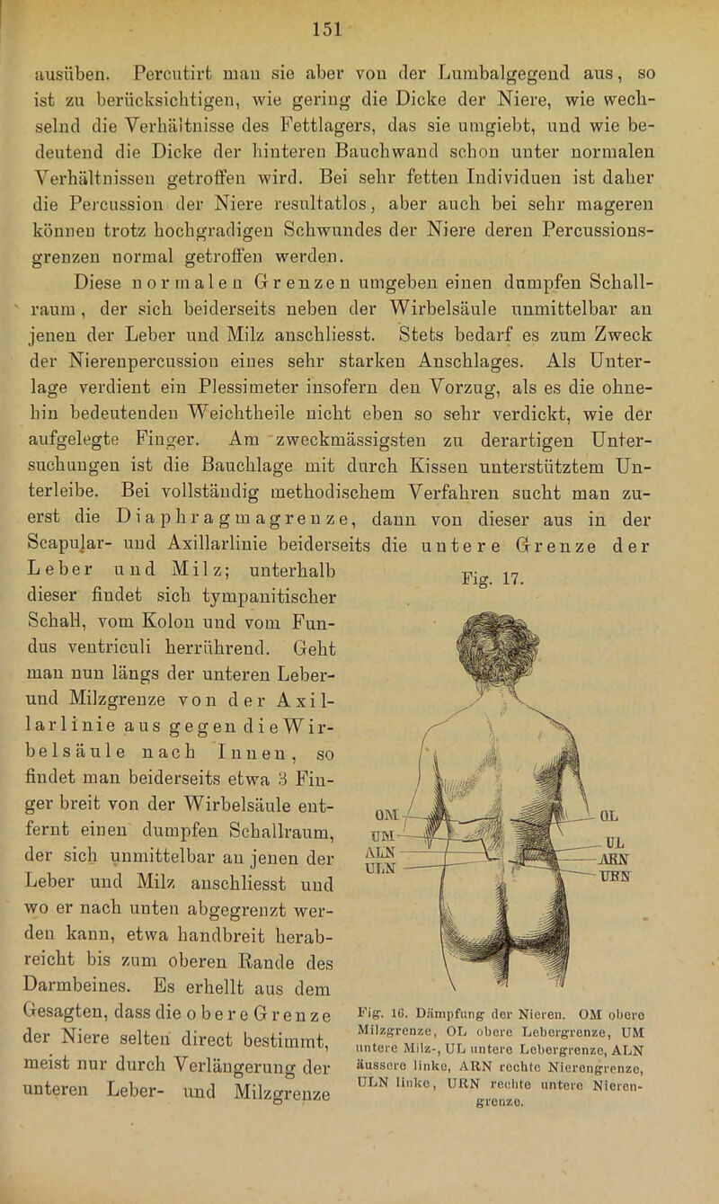 Husüben. Percutirt man sie aber von der Lumbalgegeud aus, so ist zu berücksiclitigeu, wie gering die Dicke der Niere, wie wech- selnd die Verhältnisse des Fettlagers, das sie umgiebt, und wie be- deutend die Dicke der hinteren Bauchwand schon unter normalen Verhältnissen getroffen wird. Bei sehr fetten Individuen ist daher die Percussion der Niere resultatlos, aber auch bei sehr mageren können trotz hochgradigen Schwundes der Niere deren Percussions- greuzen normal getroffen werden. Diese normalen Gr enze n umgeben einen dumpfen Schall- ' raum , der sich beiderseits neben der Wirbelsäule unmittelbar an jenen der Leber und Milz anschliesst. Stets bedarf es zum Zweck der Nierenpercussion eines sehr starken Anschlages. Als Unter- lage verdient ein Plessimeter insofern den Vorzug, als es die ohne- hin bedeutenden Weichtheile nicht eben so sehr verdickt, wie der aufgelegte Finger. Am zweckmässigsten zu derartigen Unter- suchungen ist die Bauchlage mit durch Kissen unterstütztem Un- terleibe. Bei vollständig methodischem Verfahren sucht man zu- erst die D i a p h r a g m a g r e u z e, dann von dieser aus in der Scapujar- und Axillarlinie beiderseits die untere Grenze der Leber und Milz; unterhalb dieser findet sich tympanitischer SchaH, vom Kolon und vom Fun- dus ventriculi herrührend. Geht man nun längs der unteren Leber- uud Milzgrenze von der A x i 1- larliuie aus gegen dieWir- belsäule nach Innen, so findet man beiderseits etwa 8 Fin- ger breit von der Wirbelsäule ent- fernt einen dumpfen Schallraum, der sich unmittelbar au jenen der Leber und Milz anschliesst uud wo er nach unten abgegrenzt wer- den kann, etwa handbreit herab- reicht bis zum oberen Rande des Darmbeines. Es erhellt aus dem Fig. 17. Gesagten, dass die o b e r e G r e n z e der Niere selten direct bestimmt, meist nur durch Verlängerung der unteren Leber- und Milzgrenze Fiff. IG. Dämpfung' der Nieren. OM obere Milzgrenze, OL obere Lebergrenze, UM untere Milz-, UL untere Lebergrenze, ALN äussere Unke, ARN rechte Nierongrenze, ULN linko, URN rechte untere Nieren- gronzo.