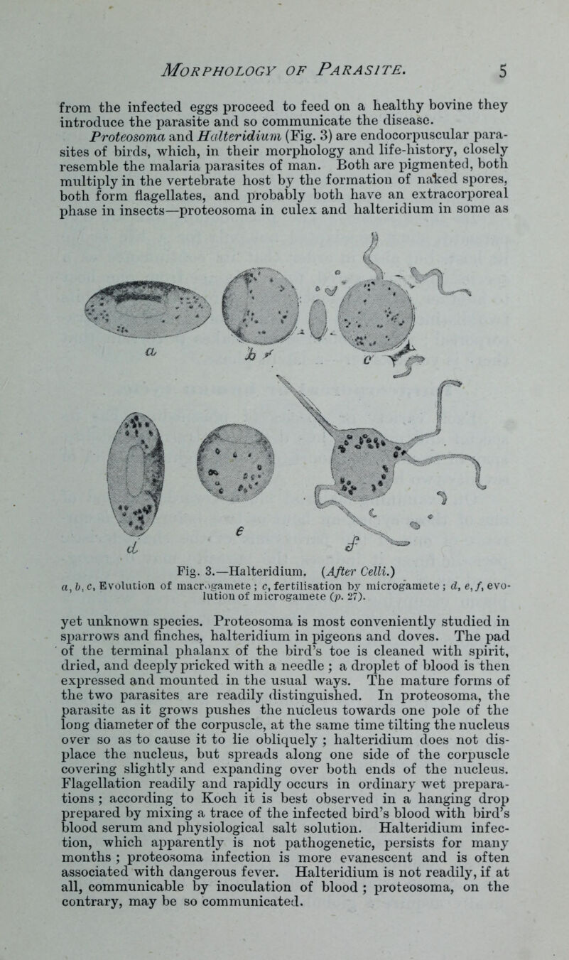 from the infected eggs proceed to feed on a healthy bovine they introduce the parasite and so communicate the disease. Proteosoma and Halteridium (Fig. 3) are endocorpuscular para- sites of birds, which, in their morphology and life-history, closely resemble the malaria j^arasites of man. Both are pigmented, both multiply in the vertebrate host by the formation of nailed spores, both form flagellates, and probably both have an extracorporeal phase in insects—proteosoma in culex and halteridium in some as Fig. 3.—Halteridium. (After Celli.) a,b,c. Evolution of macr.igamete ; c, fertilisation by microgamete; d, e,ft evo- lution of microgamete Qp. 27). yet unknown species. Proteosoma is most conveniently studied in sparrows and finches, halteridium in pigeons and doves. The pad of the terminal phalanx of the bird’s toe is cleaned with spirit, dried, and deeply pricked with a needle ; a droplet of blood is then expressed and mounted in the usual ways. The mature forms of the two parasites are readily distinguished. In proteosoma, the parasite as it grows pushes the nucleus towards one pole of the long diameter of the corpuscle, at the same time tilting the nucleus over so as to cause it to lie obliquely ; halteridium does not dis- place the nucleus, but spreads along one side of the corpuscle covering slightly and expanding over both ends of the nucleus. Flagellation readily and rapidly occurs in ordinary wet prepara- tions ; according to Koch it is best observed in a hanging drop prepared by mixing a trace of the infected bird’s blood with bird’s blood serum and physiological salt solution. Halteridium infec- tion, which apparently is not pathogenetic, persists for many months ; proteosoma infection is more evanescent and is often associated with dangerous fever. Halteridium is not readily, if at all, communicable by inoculation of blood ; proteosoma, on the contrary, may be so communicated.