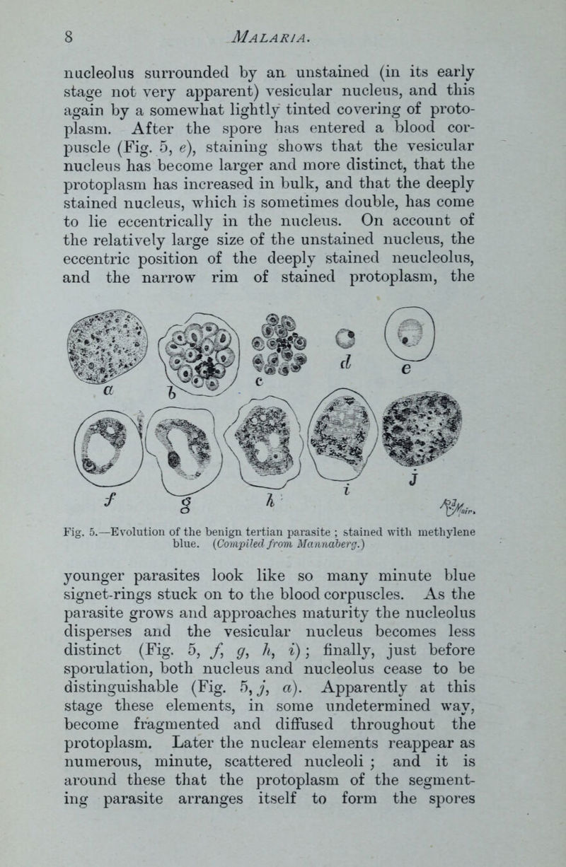 nucleolus surrounded by an unstained (in its early stage not very apparent) vesicular nucleus, and this again by a somewhat lightly tinted covering of proto- plasm. After the spore has entered a blood cor- puscle (Fig. 5, e), staining shows that the vesicular nucleus has become larger and more distinct, that the protoplasm has increased in bulk, and that the deeply stained nucleus, which is sometimes double, has come to lie eccentrically in the nucleus. On account of the relatively large size of the unstained nucleus, the eccentric position of the deeply stained neucleolus, and the narrow rim of stained protoplasm, the Fig. 5.—Evolution of the benign tertian parasite ; stained with methylene blue. (Compiled from Manndberg.) younger parasites look like so many minute blue signet-rings stuck on to the blood corpuscles. As the parasite grows and approaches maturity the nucleolus disperses and the vesicular nucleus becomes less distinct (Fig. 5, f g, h, i); finally, just before sporulation, both nucleus and nucleolus cease to be distinguishable (Fig. 5, j, a). Apparently at this stage these elements, in some undetermined wav, become fragmented and diffused throughout the protoplasm. Later the nuclear elements reappear as numerous, minute, scattered nucleoli ; and it is around these that the protoplasm of the segment- ing parasite arranges itself to form the spores