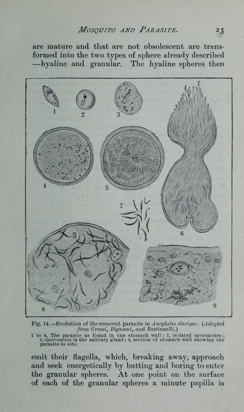 are mature and that are not obsolescent are trans- formed into the two types of sphere already described —hyaline and granular. The hyaline spheres then Fig. 14.—Evolution of the crescent parasite in Anopheles claviger. (Adapted from Grassi,- Bignami, and Bastianelli.) 1 to 6, The parasite as found in the stomach wall; 7, isolated sporozoites ; 8, sporozoites in the salivary gland; 9, section of stomach wall showing the parasite in situ. emit their flagella, which, breaking away, approach and seek energetically by butting and boring to enter the granular spheres. At one point on the surface of each of the granular spheres a minute papilla is