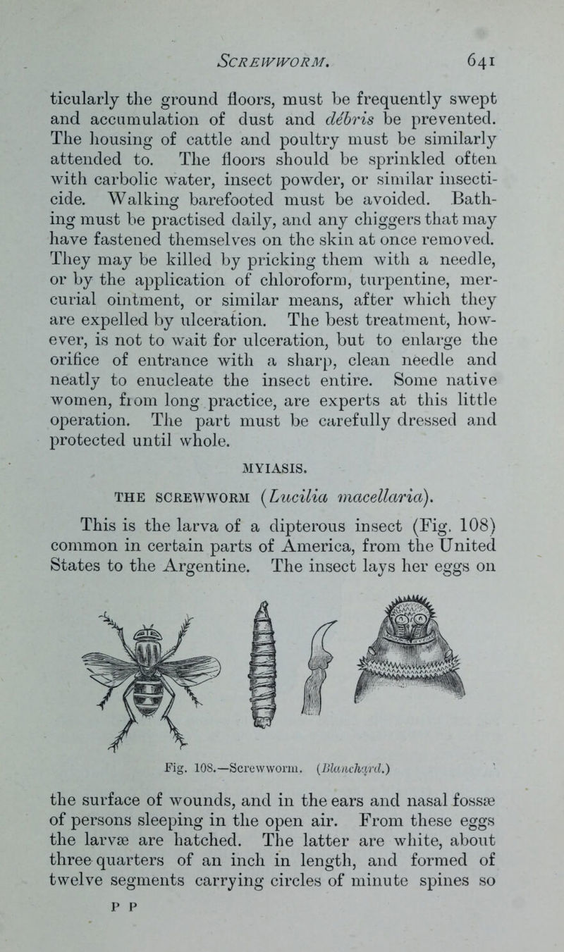 ticularly the ground floors, must be frequently swept and accumulation of dust and debris be prevented. The housing of cattle and poultry must be similarly attended to. The floors should be sprinkled often with carbolic water, insect powder, or similar insecti- cide. Walking barefooted must be avoided. Bath- ing must be practised daily, and any chiggers that may have fastened themselves on the skin at once removed. They may be killed by pricking them with a needle, or by the application of chloroform, turpentine, mer- curial ointment, or similar means, after which they are expelled by ulceration. The best treatment, how- ever, is not to wait for ulceration, but to enlarge the orifice of entrance with a sharp, clean needle and neatly to enucleate the insect entire. Some native women, from long practice, are experts at this little operation. The part must be carefully dressed and protected until whole. MYIASIS. the screwworm (Lucilia macellarict;). This is the larva of a dipterous insect (Fig, 108) common in certain parts of America, from the United States to the Argentine. The insect lays her eggs on Fig. 108.—Screwworm. (Blanchard.) the surface of wounds, and in the ears and nasal fossae of persons sleeping in the open air. From these eggs the larvae are hatched. The latter are white, about three quarters of an inch in length, and formed of twelve segments carrying circles of minute spines so p p