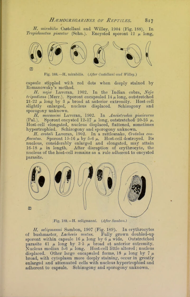 H. mirabUis Castollaui and Willey, 1904 (Fig. 188). In Trop'ulonotus piscator (>Schn.). Encysted sporont 12 ju long, Fig. 188.—H. mirabilis. (After Castellani and Willey.) capsule stippled with red dots when deeply stained by liomanowsky’s method. Jf. najce Laveran, 1902. In the Indian cobra, Naja tripudians (Merr.). Sporont encapsiiled 14 ^ long, outstretched 21-22 p. long by 3 p broad at anterior extremity. Host-cell slightly enlarged, nucleus displaced. Schizogony and sporogony unknown. II. mocassini Laveran, 1902. In Ancistvodon piscivorus (Pal.). Sporont encysted 12-17 p long, outstretched 20-25 p. Host-cell elongated, nucleus displaced, flattened, sometimes hypertrophied. Schizogony' and sporogony' unknown. H. crotali Laveran, 1902. In a rattlesnake, Crotalns con- Jiuentm. Sporont 15-16 p by 5-6 p. Host-cell destroyed. Its nucleus, considerably enlarged and elongated, may attain 16-18 p in length. After disruption of erythrocyte, the nucleus of the host-cell remains as a rule adherent to encysted parasite. Fig. 189.—H. seligmaimi. (After Sambon.) II. seligmanni Sambon, 1907 (Fig. 189). In erythrocydes of bushmaster, Lachesis mutus. Fully' grown doubled-up sporont within capsule 16 ,a long by 6 wide. Outstretched parasite 41 p long by 3-5 p broad at anterior extremity. Nucleus median 5-6 p long. Host-cell little altered; nucleus displaced. Other large encapsiiled forms, 18 p long by 7 /u broad, with cytoplasm more deeply staining, occur in greatly enlarged and attenuated cells with nucleus hypertrophied and adherent to capsule. Schizogony' and sporogony' unknown.