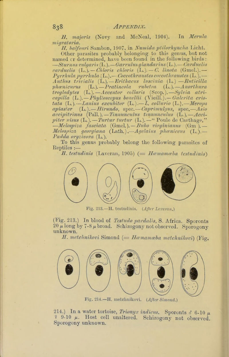 11, majoris (Novj' and ]\IcNcal, 1904). In Mernln mh/ratoria. II. halfonri Sambon, 1907, in Kumidaptilorhuncha Tacht. Other ])arusites jirobably belonging to this genus, but not named cr determined, have been found in the following birds : —Stunim rul(jarU — Garrulu.s (/lanclftrius {h.).— Carduclia rarduclis (L.). — Chlorh cldorix (L.). — C. lirnda (Omeh).— Pyrrladainjrrhida'Aj.).— Coccothrmixtex coccotliranxtcs (L.).— Anthvs trivialis (L.). — Erilhacus Ivsclnia (1j.) —lluticilla pha’iii C7inix (L.).—Pratinvola ruheira (L.).—Anorthura troglodytes (L.).—Accentor collaris (Scop.).—Sylvia atri- cagnlla (L.). — Phylloscopus honellii {\\e\W.).— Grderita cri.‘i- taia (L.).—Lanins excuhitur (L.).— L. collvrio (L.).—Merops npiasler (L.).—Ilirnndo, spec.—Caprimulgvs, spec.—Asio accipitrinns (Pall.).—Tinnuncnlvs tinnuncrdus (L.).—Acci- ■piter visus (L,).—Turtur turtur (L.).—“ Poule de Caithage.” —Melospiza fasciata {(jmQ\.).—Pnho virgininnns (Gm ).— Melosp'iza georgiana (Lath.).—Agclains (L.).— Pad da oryzivora (L,). To this genus probably belong the following parasites of Reptiles :— II test'iidinis (I>avcran, 1905) (= IPnnamcrha teslndinis) Fig. 213.—II. testiuliui.s. {Aftrr Laveran.) (Fig. 213.) In blood of Testvdo pardalis, S. Africa. Sporonts 20 fj. long by 7-8 g broad. Schizogony not observed. Sporogony unknown. 11. metchnllwvi Simond (= llccmamoeha metclinilwri) (Fig. Fig. 214.—H. metclmikovi. (A/tcr Simnnd.) 214.) In a water tortoise. Trionyx indicus. Sporonts d 6-10 g ? 9-10 g. Host cell unaltered. Schizogony not observed. Sporogony unknown.