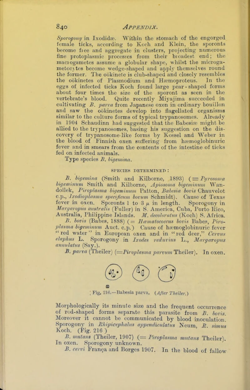 Sporogomj in Ixodidas. Within the stomach of the engorged female ticks, according to Koch and Klein, the sporonts become fiee and aggregate in clusters, projecting numerous fine protoplasmic processes from their hioadest end; the maciogametes assume a globular shape, whilst the inicroga- metoc\ tes become wedge-shaped and apply themselves round the former. The ookinete is club-shaijed and closely resembles the ookinetes of Plasmodium and Hicmoproteus. In the eggs of infected ticks Koch found large pear - shaped forms about four limes the size of the sporont as seen in the vertebrate’s blood. Quite recently Miyajima succeeded in cultivating i?. parra from Japanese oxen in ordinary bouillon and saw the ookinetes develop into flagellated organisms similar to the culture forms of typical trypanosomes. Already in 1904 Schaudinn had suggested that the BabesiiU might be allied to the trypanosomes, basing his suggestion on the dis- covery of trypanosome-like forms by Kossel and Weber in the blood of Finnish oxen suffering from htemoglobinuric fever and in smears from the contents of the intestine of ticks fed on infected animals. Type species B. higemina. SPECIES DETEUMINEP : B. higemina (Smith and Kilborne, 18t)J) Fi/ro.^oma higemimim Smith and Kilborne, Apiosoma bigcminum Wan- dollek, Piropla.sma higeminum Patton, Babesia bovis Chauvelot c.p., ]xodioplasma specxjiami bovnm Schmidt). Cause of Texas fever in oxen. Sporonts 1 to 3 p in length. Sporogony in Margaropns australis (Fuller) in S. America, Cuba, Porto Kico, Australia, Philippine Islands. M. decohrutus (Koch) S. Africa. B. bovis (Babes, 1888) (= Hamatoeoecus bovis Babes, Biro- plasma bigeminum Auct. c.p.) Cause of ha-moglobinuric fever “red water’’ in European oxen and in “red deer,” Cerviis claphus L. Sporogony in Ixodes reduvins L., Margaropns annulatns (Say.). B. parva (Theiler) (=Piroplasma parvnin Theiler). In oxen. o ; Fig. 21 ().—Babesia parva. {Afier Theiler.) ISIorphologically its minute size and the frequent occurrence of rod-shaped forms separate this parasite from B. bovis. IMoreover it cannot be communicated by blood inoculation. Sporogony in Bhipicephalus appendicnlatns Neum, It. sxmns Koch. (Fig. 216) B. muians (Theiler, 1907) (= Biroplasma mntans Theiler). In oxen. Sporogony unknown. B. cerri Franc;a and Borges 1907. In the blood of fallow