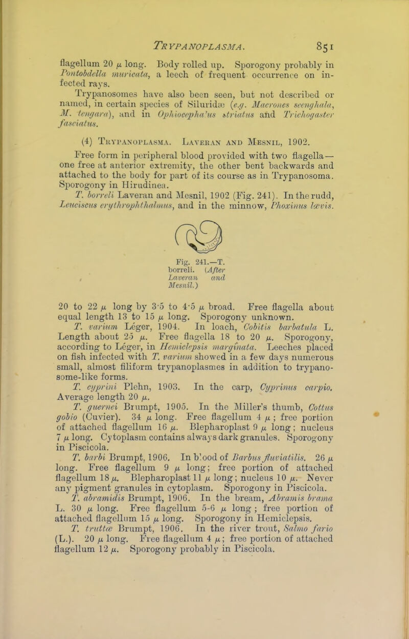 flagellum 20 ^ long. Body rolled up. S^jorogony probabl)’ in PoHtobdella muricata, a leech of frequent occurrence on in- fected rays. Trypanosomes have also been seen, but not described or named, in certain species of Siluridic {e.cj. j\lacro)ies scenglidla, dA. tengaru), and in Ophiocepha’us btriatus and Trkhogaxtff faaciatm. (.4) Tkyi>.vnopl.\sm.\. L.wek.vn and Mesnil, 1902. Free form in peripheral blood provided with two flagella — one free at anterior extremity, the other bent backwards and attached to the body for part of its course as in Trypanosoma. Sporogony in llirudinea. T. horreli Laveran and Mesnil, 1902 (Fig. 241). Inthorudd, LeuciscHS crythrophthahnus, and in the minnow, Phoximis Iccvis. Fig. 241.—T. borreli. (After Laveran and Mesnil.) 20 to 22 fi long by 3'5 to i o y. broad. Free flagella about equal length 13 to 15 yu long. Sporogony unknown. T. varmm Lcger, 1904. In loach. Colitis barbatula L. Length about 25 y. Free flagella 18 to 20 y. Sporogony, according to Lcger, in Hemiclepsis margmata. Leeches placed on fish infected with T. variitm showed in a few days numerous small, almost filiform tryiianoplasmes in addition to trypano- some-like forms. T. cyprini Plchn, 1903. In the carp, Cypvimts cfupio. Average length 20 y. T. guernei Brumpt, 1905. In the IMiller’s thumb, Coitus gobio (Cuvier). 34 y long. Free flagellum 4 y ; free portion of attached flagellum 1C y. Blepharoplast 9 y long; nucleus 7 y long. Cytoplasm contains always dark granules. Sporogony in Piscicola. T. barbi Brumpt, 1906, In blood of Barbus Jluviatilis. 26 y long. Free flagellum 9 y long; free portion of attached flagellum 18 yu, Blepharoplast 11 yu long; nucleus 10Never any pigment granules in cytoplasm. Sporogony in Piscicola. '1\ abramidis Brumpt, 1906. In the bream, Abramis brama L. 30 y long. Free flagellum 5-6 y long ; free portion of attached flagellum 15 yu long. Sporogony in Hemiclepsis. T. truttec Brumpt, 1906. In the river trout, Salmo fario (L.). 20 yLi long. Free flagellum 4 yit; free portion of attached flagellum 12 ,u. Sporogony probably in Piscicola.