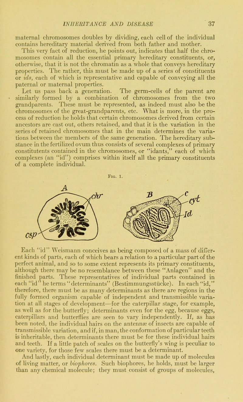 maternal chromosomes doubles by dividing, each cell of the individual contains hereditary material derived from both father and mother. This very fact of reduction, he points out, indicates that half the chro- mosomes contain all the essential primary hereditary constituents, or, otherwise, that it is not the chromatin as a whole that conveys hereditary properties. The rather, this must be made up of a series of constituents or ids, each of which is representative and capable of conveying all the paternal or maternal properties. Let us pass back a generation. The germ-cells of the parent are similarly formed by a combination of chromosomes from the two grandparents. These must be represented, as indeed must also be the chromosomes of the great-grandparents, etc. What is more, in the pro- cess of reduction he holds that certain chromosomes derived from certain ancestors are cast out, others retained, and that it is the variation in the series of retained chromosomes that in the main determines the varia- tions between the members of the same generation. The hereditary sub- stance in the fertilized ovum thus consists of several complexes of primary constitutents contained in the chromosomes, or “idants,” each of which complexes (an “id”) comprises within itself all the primary constituents of a complete individual. Fig. 1. Each “id” Weismann conceives as being composed of a mass of differ- ent kinds of parts, each of which bears a relation to a particular part of the perfect animal, and so to some extent represents its primary constituents, although there may be no resemblance between these “Anlagcn” and the fini.shed parts. These rejiresentatives of individual parts contained in each “id” he terms “determinants” (Bestimmungsstucke). In each “id,” therefore, there mu.st be as many determinants as there are regions in the fully formed organi.sm capable of independent and transmissible varia- tion at all stages of dcvelojimcnt—for the caterpillar stage, for example, as well as for the butterfly; determinants even for the egg, because eggs, caterpillars and butterflies arc seen to vary independently. If, as has been noted, the individual hairs on the antcnnic of insects are capable of transmissible variation, and if, in man, the conformation of particular teeth is inheritable, then determinants there must be for these individual hairs and teeth. If a little patch of scales on the butterfly’s wing is peculiar to one variety, for those few scales there must be a determinant. And lastly, each individual determinant must be made up of molecules of living matter, or hiophores. Such biophores, he holds, mu.st be larger than any chemical molecule; they must consist of groups of molecules.