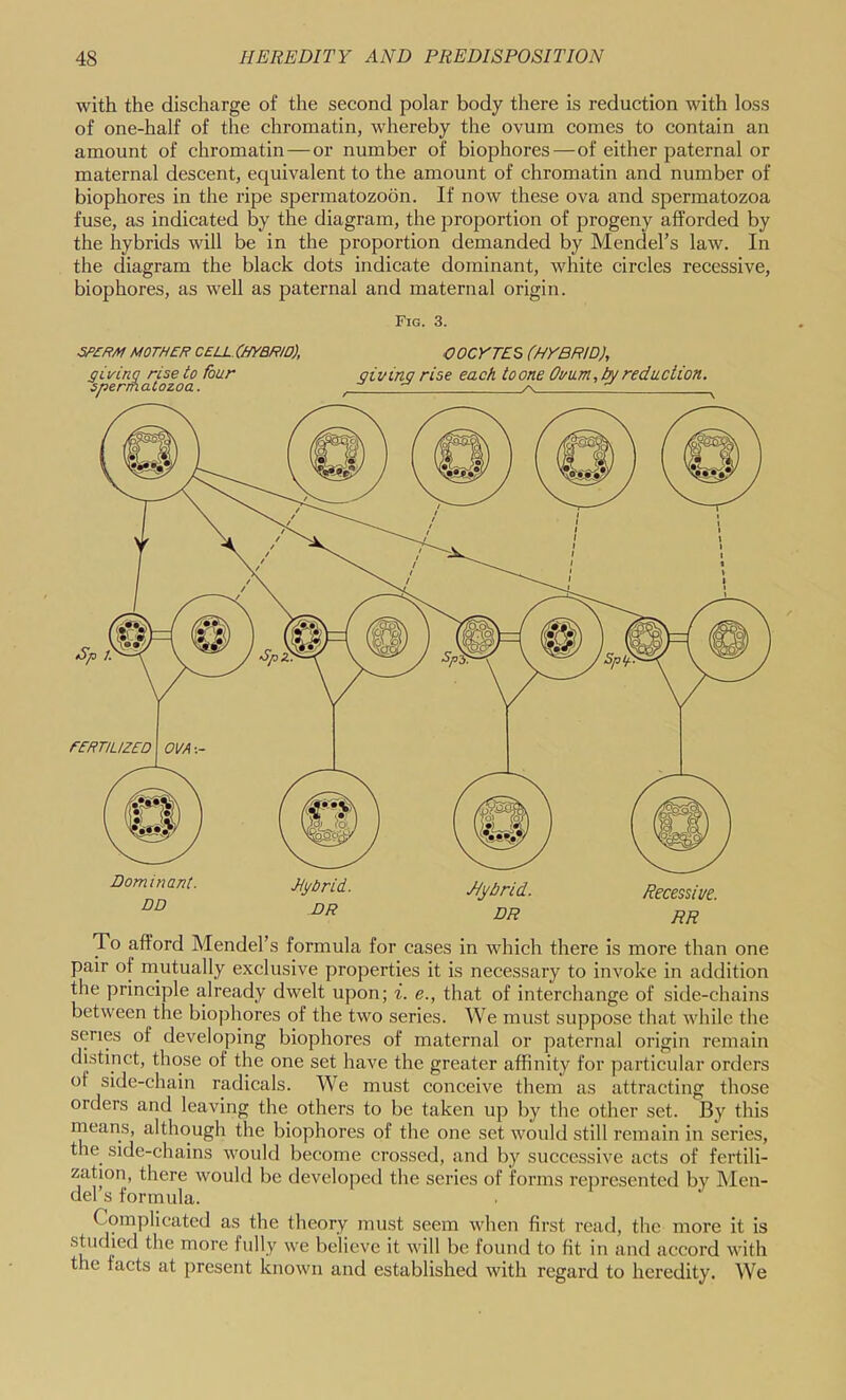 with the discharge of the second polar body there is reduction with loss of one-half of the chromatin, whereby the ovum comes to contain an amount of chromatin—or number of biophores—of either paternal or maternal descent, equivalent to the amount of chromatin and number of biophores in the ripe spermatozoon. If now these ova and spermatozoa fuse, as indicated by the diagram, the proportion of progeny afforded by the hybrids will be in the proportion demanded by Mendel’s law. In the diagram the black dots indicate dominant, white circles recessive, biophores, as well as paternal and maternal origin. Fig. 3. MOTHER CELLXHYBRIO), COCrTES (HYBRID), giving rise to four giving rise each toone Ovum, bgreduction, sperm aCozoa. /s To afford Mendel’s formula for cases in w’hich there is more than one pair of mutually exclusive properties it is necessary to invoke in addition the principle already dwelt upon; i. e., that of interchange of side-chains between the biophores of the two series. We must suppose that while the senes of developing biophores of maternal or paternal origin remain distinct, those of the one set have the greater affinity for particular orders of side-chain radicals. We must conceive them as attracting those orders and leaving the others to be taken up by the other set. By this rneans, although the biophores of the one set would still remain in series, the side-chains would become crossed, and by successive acts of fertili- zation, there would be developed the series of forms rei^resented bv INIen- del’s formula. . Complicated as the theory must seem when first read, the more it is studied the more fully we believe it will be found to fit in and accord with the facts at present known and established with regard to heredity. We