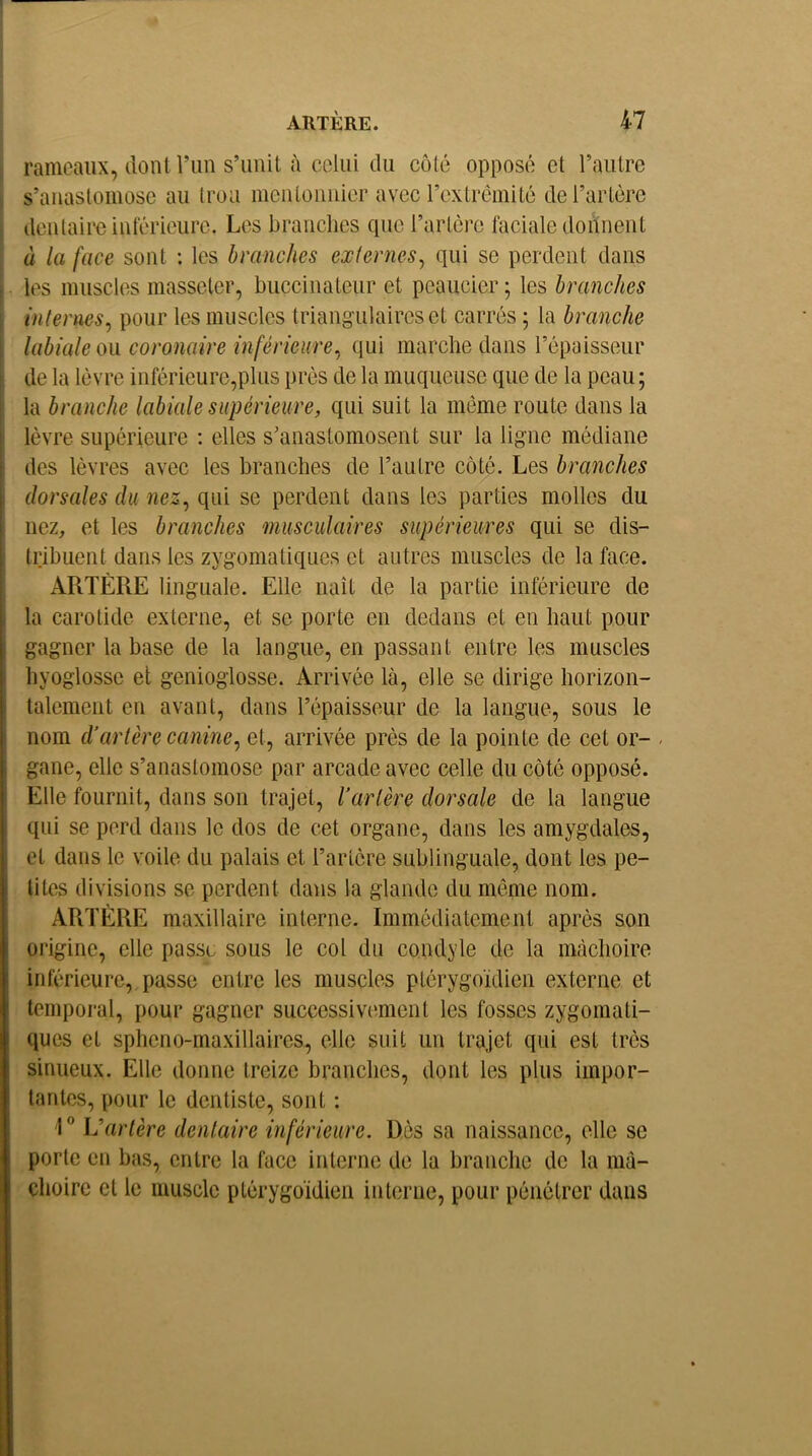 rameaux, dont run s’unit à celui du côté opposé et l’autre s’anastomose au trou mentoimier avec l’extrémité de l’artère dentaire intérieure. Les branches cpie l’artère faciale doiïnent à la face sont : les branches externes^ qui se perdent dans les muscles masseler, buccinateiir et peaucier ; les branches internes^ pour les muscles triangulaires et carrés ; la branche labiale ou coronaire inférieure^ qui marche dans l’épaisseur de la lèvre inférieure,plus près de la muqueuse que de la peau; la branche labiale supérieure, qui suit la même route dans la lèvre supérieure ; elles s’anastomosent sur la ligne médiane des lèvres avec les branches de l’antre côté. Les branches dorsales du nez^ qui se perdent dans les parties molles du nez, et les branches musculaires supérieures qui se dis- tribuent dans les zygomatiques et autres muscles de la face. ARTÈRE linguale. Elle naît de la partie inférieure de la carotide externe, et se porte en dedans et en haut pour gagner la base de la langue, en passant entre les muscles hyoglosse et genioglosse. Arrivée là, elle se dirige horizon- talement en avant, dans l’épaisseur de la langue, sous le nom d’arlère canine^ et, arrivée près de la pointe de cet oi- - gane, elle s’anastomose par arcade avec celle du côté opposé. Elle fournit, dans son trajet, l’arlère dorsale de la langue qui se perd dans le dos de cet organe, dans les amygdales, et dans le voile du palais et l’artère sublinguale, dont les pe- tites divisions se perdent dans la glande du même nom. ARTÈRE maxillaire interne. Immédiatement après son origine, elle passe sous le col du condyle de la mcàchoire inférieure,, passe entre les muscles ptérygoidien externe et temporal, pour gagner successivement les fosses zygomati- ques et spheno-maxillaires, elle suit un trajet qui est très sinueux. Elle donne treize branches, dont les plus impor- tantes, pour le dentiste, sont : 1 ® Varlère dentaire inférieure. Dès sa naissance, elle se porte en bas, entre la face interne de la branche de la mâ- choire et le muscle ptérygoidien interne, pour pénétrer dans