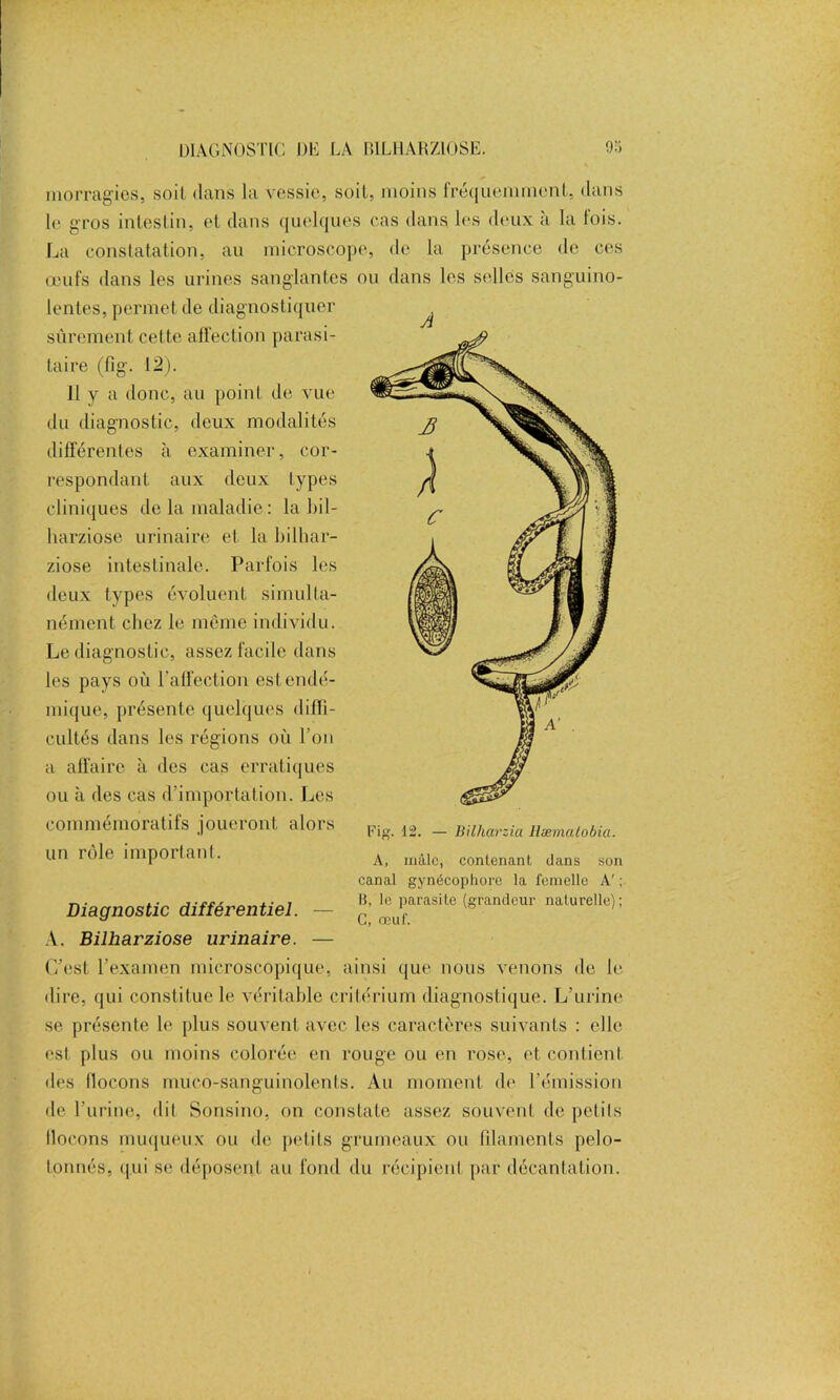 morragies, soit dans la vessie, soit, moins fréquemment, dans le gros intestin, et dans quelques cas dans les deux à la fois. La constatation, au microscope, de la présence de ces œufs dans les urines sanglantes ou dans les selles sanguino- lentes, permet de diagnostiquer sûrement cette affection parasi- taire (fig. 12). Il y a donc, au point de vue du diagnostic, deux modalités différentes à examiner, cor- respondant aux deux types cliniques de la maladie: la bil- harziose urinaire et la bilhar- ziose intestinale. Parfois les deux types évoluent simulta- nément chez le même individu. Le diagnostic, assez facile dans les pays où l'affection est endé- mique, présente quelques difli- cultés dans les régions où l’on a affaire à des cas erratiques ou à des cas d’importation. Les commémoratifs joueront alors un rôle important. canal gynécophore la femelle A' ; Diagnostic différentiel. - :lsite (sr“dem' Ml”rellc>; A. Bilharziose urinaire. — C’est l’examen microscopique, ainsi que nous venons de le dire, qui constitue le véritable critérium diagnostique. L’urine se présente le plus souvent avec les caractères suivants : elle est plus ou moins colorée en rouge ou en rose, et contient des flocons mucô-sanguinolents. Au moment de l’émission de l’urine, dil Sonsino, on constate assez souvent de petits llocons muqueux ou de petits grumeaux ou filaments pelo- tonnés, q.ui se déposent au fond du récipient par décantation. A Fig. 12. — Billiarzia Hæmatobia. A, màlc, contenant clans son