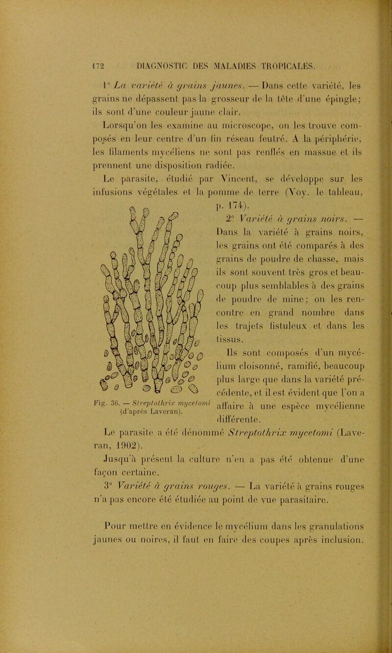 1 La variété à grains jaunes. — Dans celle variété, les grains ne dépassent pas la grosseur de la télé d'une épingle: ils sonl d’une couleur jaune clair. Lorsqu'on les examine au microscope, on les trouve com- posés en leur centre d’un lin réseau feutré. À la périphérie, les filaments mycéliens ne sonl pas renflés en massue et ils prennent une disposition radiée. Le parasite, étudié par Vincent, se développe sur les infusions végétales el la pomme de terre (Yoy. le tableau, Fig. 3G. — Slreplothrix mycelomi (d'après Laveran). p. 174). 2° Variété à grains noirs. — Dans la variété à grains noirs, les grains ont été comparés à des grains de poudre de chasse, mais ils sonl souvent très gros el beau- coup plus semblables à des grains de poudre de mine: on les ren- contre en grand nombre dans les trajets (isluleux el dans les I issus. Ils sont composés d’un mycé- lium cloisonné, ramifié, beaucoup plus large que dans la variété pré- cédente, et il est évident que l'on a affaire à une espèce mycélienne différente. Le parasite a été dénommé SIreptothrix mycelomi (Lave- ran, 1902). Jusqu’à présent la culture n’en a pas été obtenue d'une façon certaine. 3° Variété à grains rouges. — La variété à grains rouges n’a pas encore été étudiée au point de vue parasitaire. Pour mettre en évidence le mycélium dans les granulations jaunes ou noires, il faut en faire des coupes après inclusion.