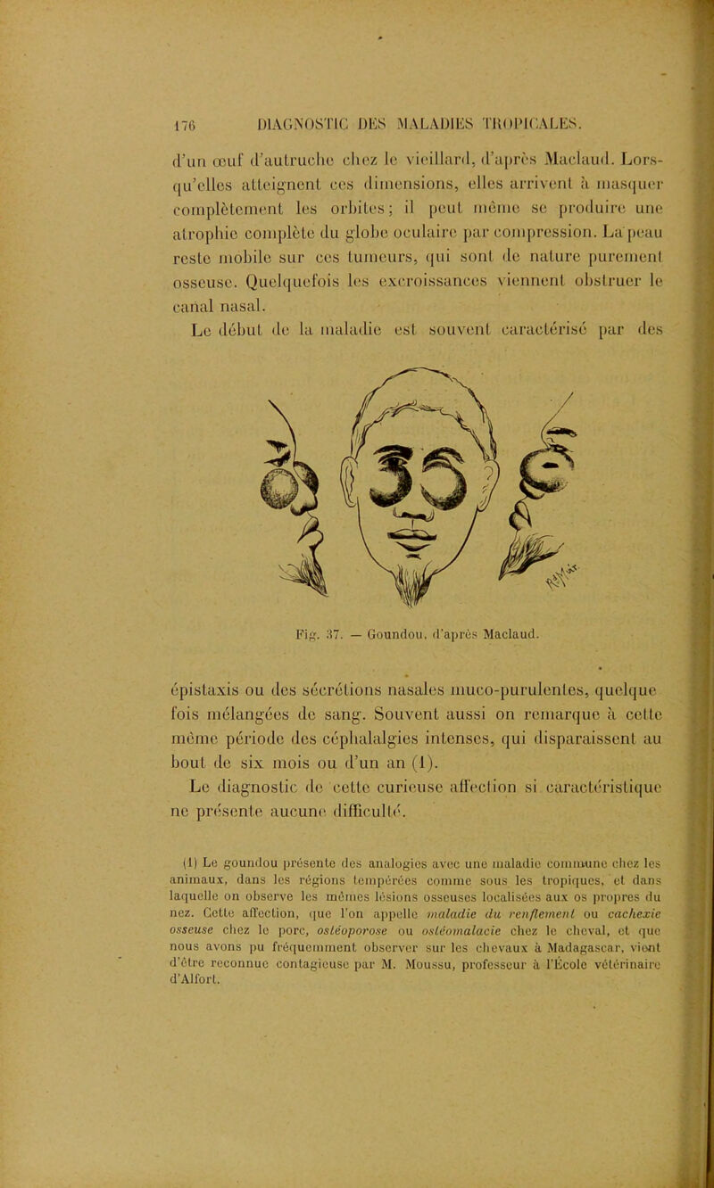 d’un œuf d’autruche chez le vieillard, d’après Maelaud. Lors- qu'elles atteignent ces dimensions, elles arrivent à masquer complètement les orbites; il peut môme se produire une atrophie complète du globe oculaire par compression. La peau reste mobile sur ces tumeurs, qui sont de nature purement osseuse. Quelquefois les excroissances viennent obstruer le canal nasal. Le début de la maladie est souvent caractérisé par des Fig. 37. — Goundou, d'après Maelaud. épistaxis ou des sécrétions nasales muco-purulentes, quelque fois mélangées de sang. Souvent aussi on remarque à cette mémo période des céphalalgies intenses, qui disparaissent au bout de six mois ou d’un an (1). Le diagnostic de cette curieuse affection si caractéristique ne présente aucune difficulté. (1) Le goundou présente des analogies avec une maladie commune chez les animaux, dans les régions tempérées comme sous les tropiques, et dans laquelle on observe les mêmes lésions osseuses localisées aux os propres du nez. Cette all'ection, que l’on appelle maladie du rcii/lemeul ou cachexie osseuse chez le porc, ostéoporose ou ostéomalacie chez le cheval, et que nous avons pu fréquemment observer sur les chevaux à Madagascar, vient d’être reconnue contagieuse par M. Moussu, professeur à l'École vétérinaire d’Alfort.