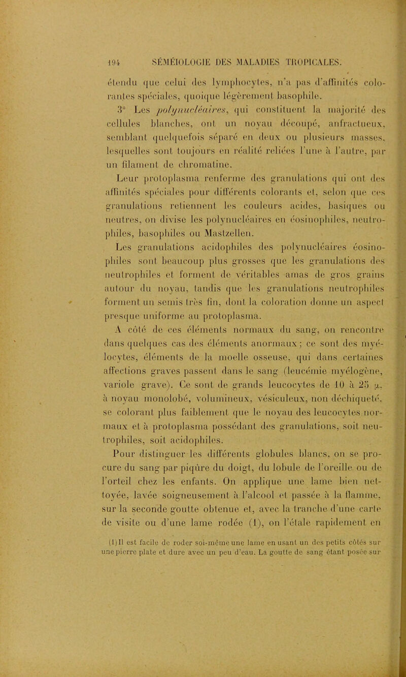 étendu (jue celui des lymphocytes, n’a pas d'affinités colo- rantes spéciales, quoique légèrement basophile. 3° Les polynucléaires, qui constituent la majorité des cellules blanches, ont un noyau découpé, anfractueux, semblant quelquefois séparé en deux ou plusieurs masses, lesquelles sont toujours en réalité reliées l’une à l’autre, par un (dament de chromatine. Leur protoplasma renferme des granulations qui ont des affinités spéciales pour différents colorants et, selon que ces granulations retiennent les couleurs acides, basiques ou maîtres, on divise les polynucléaires en éosinophiles, neutro- philes, basophiles ou Mastzellen. Les granulations acidopbiles des polynucléaires éosino- philes sont beaucoup plus grosses que les granulations des neutrophiles et forment de véritables amas de gros grains autour du noyau, tandis que les granulations neutrophiles forment un semis très lin, dont la coloration donne un aspect presque uniforme au protoplasma. A côté de ces éléments normaux du sang, on rencontre dans quelques cas des éléments anormaux; ce sont des myé- locytes, éléments de la moelle osseuse, qui dans certaines affections graves passent dans le sang (leucémie myélogène, variole grave). Ce sont de grands leucocytes de JO à 23 p,, à noyau monolobé, volumineux, vésiculeux, non déchiqueté, se colorant plus faiblement que le noyau des leucocytes nor- maux et à protoplasma possédant des granulations, soit neu- trophiles, soit acidopbiles. Pour distinguer les differents globules blancs, on se pro- cure du sang par piqûre du doigt, du lobule de l’oreille ou de l'orteil chez les enfants. On applique une lame bien net- toyée, lavée soigneusement à l’alcool et passée à la flamme, sur la seconde goutte obtenue et, avec la tranche d’une carte de visite ou d’une lame rodée (l), on l’étale rapidement en (1)11 est facile de roder soi-même une lame en usant un des petits côtés sur une pierre plate et dure avec un peu d’eau. La goutte de sang étant posée sur