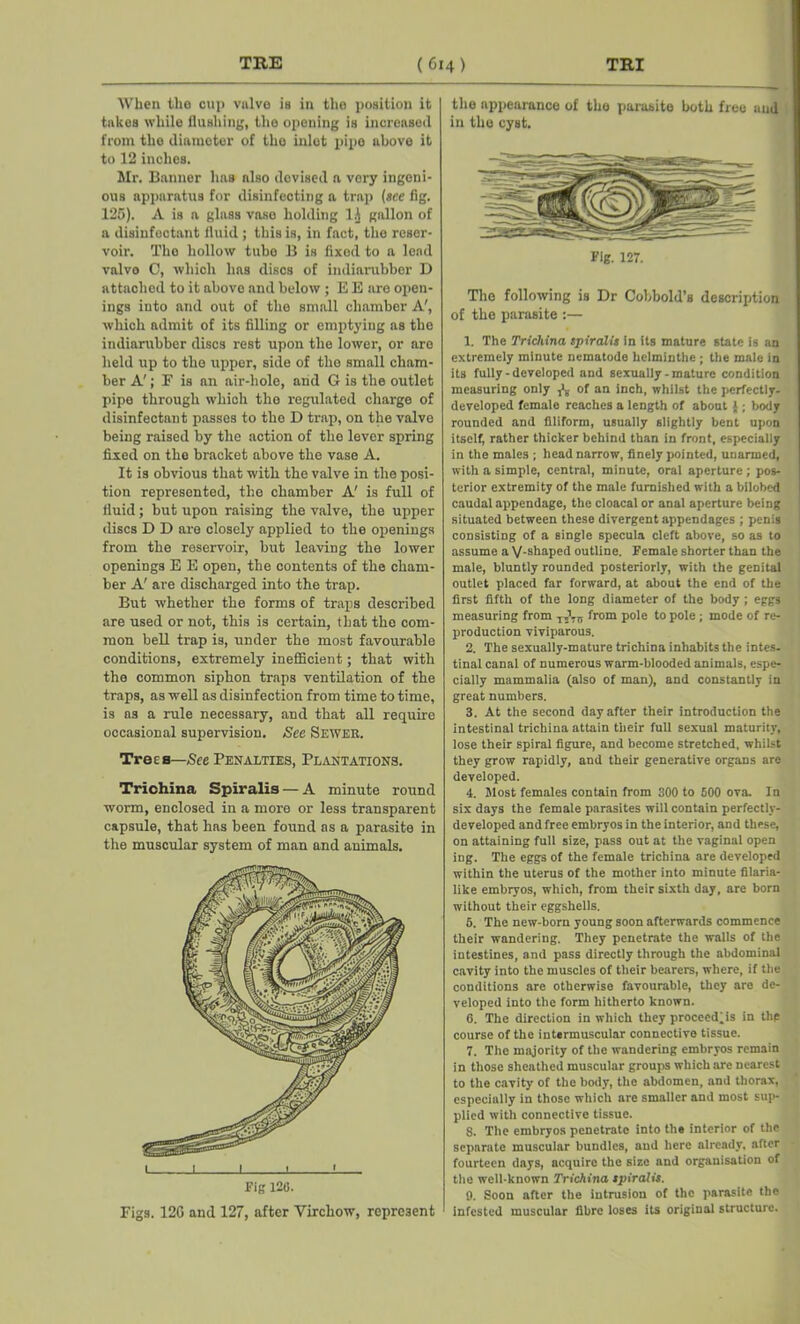 When the cup valve is in the position it tnkcs while flushing, the opening is increased from the diameter of the inlet pipe above it to 12 inches. Mr. Banner lias also devised a vory ingeni- ous apparatus for disinfecting a trap (ace fig. 125). A is a glass vase holding 1J gallon of a disinfectant fluid ; this is, in fact, the reser- voir. Tho hollow tube B is fixed to a lend valve C, which has discs of imliarubber D attached to it above and below ; E E are open- ings into and out of the small chamber A', which admit of its filling or emptying as the indiarubber discs rest upon the lower, or aro held up to the upper, side of tho small cham- ber A'; F is an air-hole, and G is the outlet pipe through which tho regulated charge of disinfectant passes to tho D trap, on the valve being raised by the action of tho lever spring fixed on the bracket above the vase A. It is obvious that with the valve in the posi- tion represented, tho chamber A' is full of fluid; but upon raising the valve, the upper discs D D are closely applied to the openings from the reservoir, but leaving the lower openings E E open, the contents of the cham- ber A' are discharged into the trap. But whether the forms of traps described are used or not, this is certain, that the com- mon bell trap is, under the most favourable conditions, extremely inefficient; that with the common siphon traps ventilation of the traps, as well as disinfection from time to time, is as a rule necessary, and that all require occasional supervision. See Sewer. Trees—See Penalties, Plantations. Trichina Spiralis — A minute round worm, enclosed in a more or less transparent capsule, that has been found as a parasite in the muscular system of man and animals. J I L fig 120. Figs. 12G and 127, after Virchow, represent the nppearance of the parasite both free and in tho cyst. Fig. 127. The following is Dr Cobbold’s description of the parasite :— 1. The Trichina spiralis in its mature state is an extremely minute nematode lielminthe ; the male in its fully-developed and sexually - mature condition measuring only ^ of an inch, whilst the perfectly- developed female reaches a length of about J ; body rounded and filiform, usually slightly bent upon itself, rather thicker behind than in front, especially in the males ; head narrow, finely pointed, unarmed, with a simple, central, minute, oral aperture ; pos- terior extremity of the male furnished with a bilobed caudal appendage, the cloacal or anal aperture being situated between these divergent appendages ; penis consisting of a single specula cleft above, so as to assume a V-shaped outline. Female shorter than the male, bluntly rounded posteriorly, with the genital outlet placed far forward, at about the end of the first fifth of the long diameter of the body; eggs measuring from T2 7TT from pole to pole ; mode of re- production viviparous. 2. The sexually-mature trichina inhabits the intes- tinal canal of numerous warm-blooded animals, espe- cially mammalia (also of man), and constantly in great numbers. 3. At the second day after their introduction the intestinal trichina attain their full sexual maturity, lose their spiral figure, and become stretched, whilst they grow rapidly, and their generative organs are developed. 4. Most females contain from 300 to 500 ova. In six days the female parasites will contain perfectly- developed and free embryos in the interior, and these, on attaining full size, pass out at the vaginal open ing. The eggs of the female trichina are developed within the uterus of the mother into minute filaria- like embryos, which, from their sixth day, are born without their eggshells. 5. The new-born young soon afterwards commence their wandering. They penetrate the walls of the intestines, and pass directly through the abdominal cavity into the muscles of their bearers, where, if the conditions are otherwise favourable, they are de- veloped into the form hitherto known. 6. The direction in which they proceed js in the course of the intermuscular connective tissue. 7. The majority of the wandering embryos remain in those sheathed muscular groups which are nearest to the cavity of the body, the abdomen, and thorax, especially in those which are smaller and most sup- plied with connective tissue. 8. The embryos penetrate into the interior of the separate muscular bundles, and here already, after fourteen days, acquire the size and organisation of the well-known Trichina spiralis. 9. Soon after the intrusion of the parasite the infested muscular fibre loses its original structure.