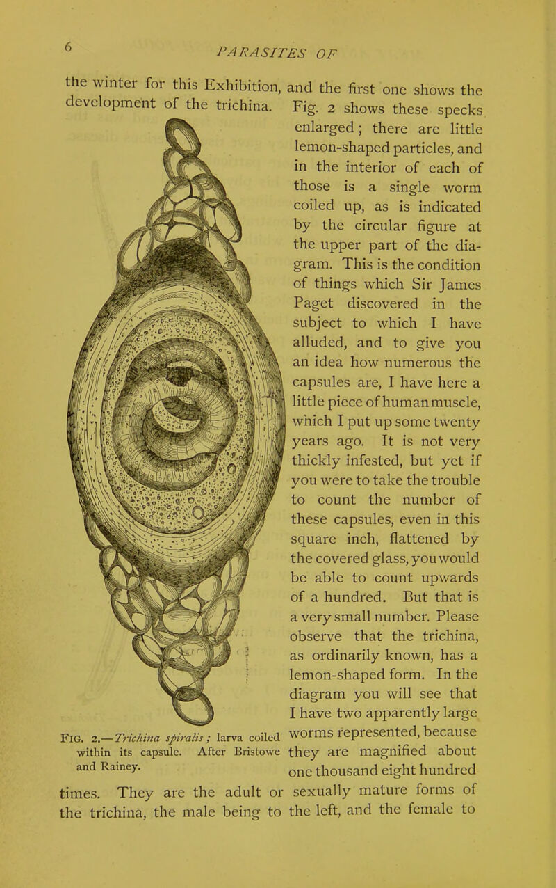 the winter for this Exhibition, and the first one shows the development of the trichina. Fig. 2 shows these specks enlarged; there are little lemon-shaped particles, and in the interior of each of those is a single worm coiled up, as is indicated by the circular figure at the upper part of the dia- gram. This is the condition of things which Sir James Paget discovered in the subject to which I have alluded, and to give you an idea how numerous the capsules are, I have here a little piece of humanmuscle, which I put up some twenty years ago. It is not very thickly infested, but yet if you were to take the trouble to count the number of these capsules, even in this square inch, flattened by the covered glass, you would be able to count upwards of a hundred. But that is a very small number. Please observe that the trichina, as ordinarily known, has a lemon-shaped form. In the diagram you will see that I have two apparently large Fig. 2.—Trichina spiralis; larva coiled woims represented, because within its capsule. After Bristowe they are magnified about and Rainey. thousand eight hundred times. They are the adult or sexually mature forms of the trichina, the male being to the left, and the female to