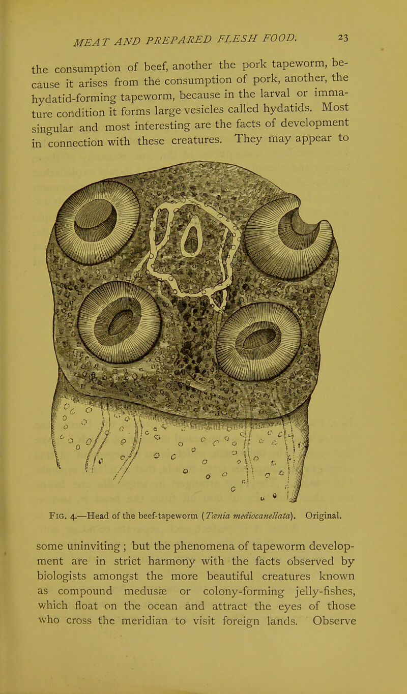 the consumption of beef, another the pork tapeworm, be- cause it arises from the consumption of pork, another, the hydatid-forming tapeworm, because in the larval or imma- ture condition it forms large vesicles called hydatids. Most singular and most interesting are the facts of development in connection with these creatures. They may appear to Fig. 4.—Head of the beef-tapeworm {Tania mediocanellata). Original. some uninviting ; but the phenomena of tapeworm develop- ment are in strict harmony with the facts observed by biologists amongst the more beautiful creatures known as compound medusae or colony-forming jelly-fishes, which float on the ocean and attract the eyes of those who cross the meridian to visit foreign lands. Observe