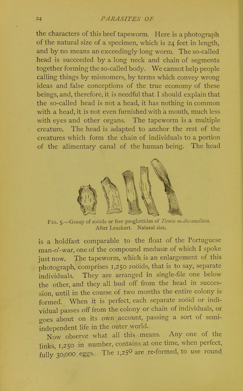 the characters of this beef tapeworm. Here is a photograph of the natural size of a specimen, which is 24 feet in length, and by no means an exceedingly long worm. The so-called head is succeeded by a long neck and chain of segments together forming the so-called body. We cannot help people calling things by misnomers, by terms which convey wrong ideas and false conceptions of the true economy of these beings, and, therefore, it is needful that I should explain that the so-called head is not a head, it has nothing in common with a head, it is not even furnished with a mouth, much less with eyes and other organs. The tapeworm is a multiple creature. The head is adapted to anchor the rest of the creatures which form the chain of individuals to a portion of the alimentary canal of the human being. The head Fig. —Group of zooids or free proglottides of Tienia muiiocancllala. After Leuckart. Natural size. is a holdfast comparable to the float of the Portuguese man-o’-war, one of the compound medusae of which I spoke just now. The tapeworm, which is an enlargement of this photograph, comprises 1,250 zooids, that is to say, separate individuals. They are arranged in single-file one below the other, and they all bud off from the head in succes- sion, until in the course of two months the entire colony is formed. When it is perfect, each separate zooid or indi- vidual passes off from the colony or chain of individuals, or goes about on its own account, passing a sort of semi- independent life in the outer world.- Now observe what all this means. Any one of the links, 1,250 in number, contains at one time, when perfect, fully'30,000.eggs.. The 1,25° are re-formed, to use round