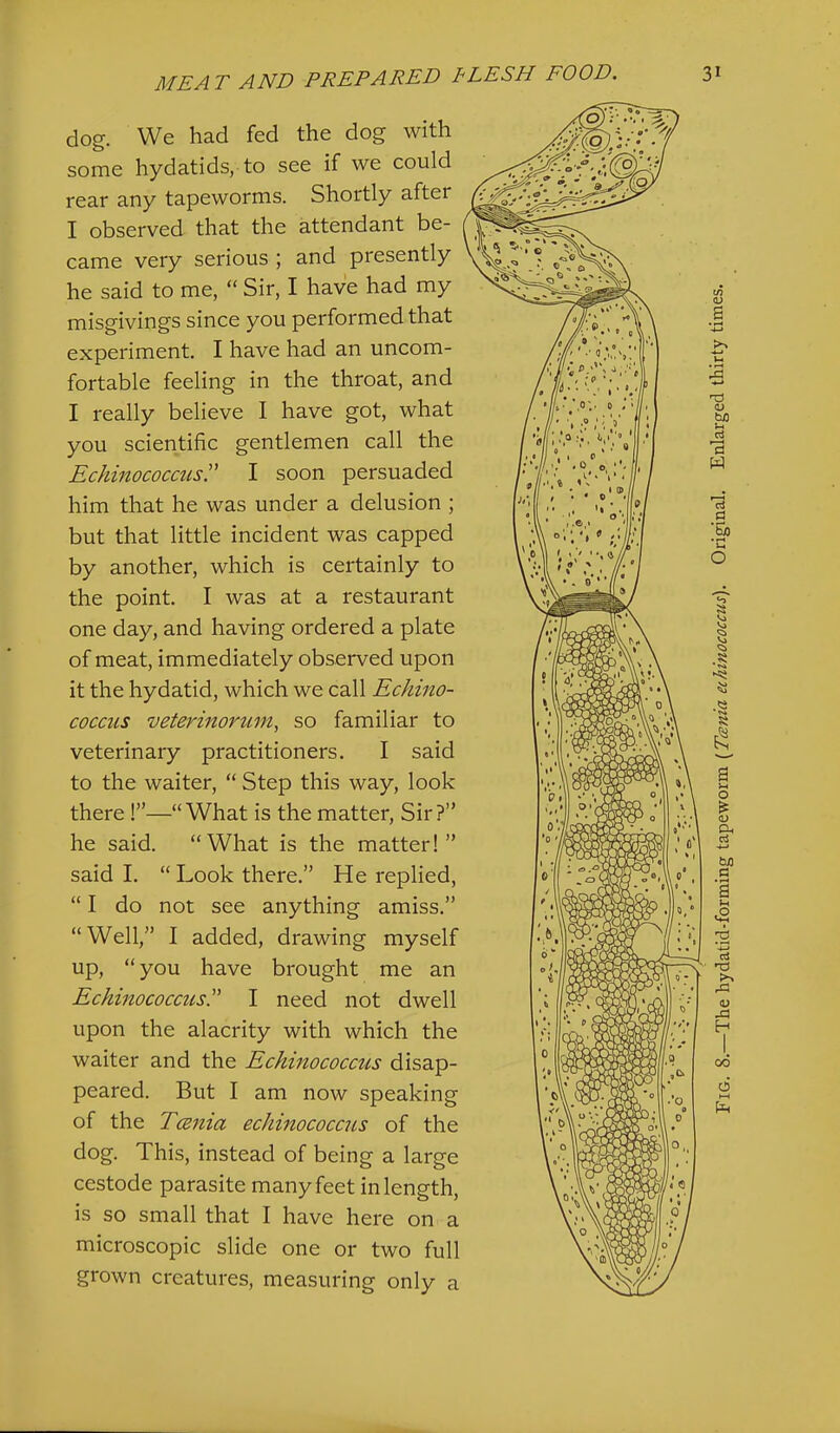 dog. We had fed the dog with some hydatids, to see if we could rear any tapeworms. Shortly after I observed that the attendant be- came very serious ; and presently he said to me, “ Sir, I have had my misgivings since you performed that experiment. I have had an uncom- fortable feeling in the throat, and I really believe I have got, what you scientific gentlemen call the Echmococcus!' I soon persuaded him that he was under a delusion ; but that little incident was capped by another, which is certainly to the point. I was at a restaurant one day, and having ordered a plate of meat, immediately observed upon it the hydatid, which we call Echino- coccus veterinoruni, so familiar to veterinary practitioners. I said to the waiter, “ Step this way, look there !”—“What is the matter. Sir?” he said. “What is the matter!” said I. “ Look there.” He replied, “ I do not see anything amiss.” “Well,” I added, drawing myself up, “ you have brought me an EchinococcusT I need not dwell upon the alacrity with which the waiter and the Echinococcu,s disap- peared. But I am now speaking of the TcBnia echinococcus of the dog. This, instead of being a large cestode parasite many feet in length, is so small that I have here on a microscopic slide one or two full grown creatures, measuring only a Fig. 8.—The hydatid-forming tapeworm [Tcsnia echinococcus). Original. Enlarged thirty times.
