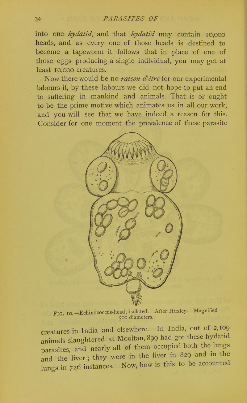 into one hydatid^ and that hydatid may contain 10,000 heads, and as every one of those heads is destined to become a tapeworm it follows that in place of one of those eggs producing a single individual, you may get at least 10,000 creatures. Now there would be no raison d'etre for our experimental labours if, by these labours we did not hope to put an end to suffering in mankind and animals. That is or ought to be the prime motive which animates us in all our work, and you will see that we have indeed a reason for this. Consider for one moment the prevalence of these parasite Fig, 10.-Echinococcus-head, isolated. After Huxley. Magnified 500 diameters. creatures in India and elsewhere. In India, out of 2,109 animals slaughtered at Mooltan, 899 had got these hydatid parasites, and nearly all of them occupied both the lunp and the liver ; they were in the liver m 829 and m the lungs in 726 instances. Now, how is this to be accounted