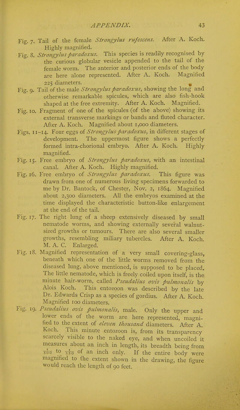Fig. 7. Tail of the female Stro7igylus rufescejis. After A. Koch. Highly magnified. Fig. 8. Strongylnsparadoxtis. This species is readily recognised by the curious globular vesicle appended to the tail of the female worm. The anterior and posterior ends of the body are here alone represented. After A. Koch. Magnified 225 diameters. ^ Fig. g. Tail of the male Strongylusparadoxus, showing the long and otherwise remarkable spicules, which are also fish-hook shaped at the free extremity. After A. Koch. Magnified. Fig. 10. Fragment of one of the spicules (of the above) showing its external transverse markings or bands and fluted character. After A. Koch. Magnified about 1,000 diameters. Figs. 11-14. Four eggs of Strongylus paradoxus, in different stages of development. The uppermost figure shows a perfectly formed intra-chorional embryo. After A. Koch. Highly magnified. Fig. 15. Free embryo of Strongylus paradoxus, with an intestinal canal. After A. Koch. Highly magnified. Fig. 16. Free embryo of Strongyhis paradoxus. This figure was drawn from one of numerous living specimens forwarded to me by Dr. Bantock, of Chester, Nov. 2, 1864. Magnified about 2,300 diameters. All the embryos examined at the time displayed the characteristic button-like enlargement at the end of the tail. Fig. 17. The right lung of a sheep extensively diseased by small nematode worms, and showing externally several walnut- sized growths or tumours. There are also several smaller growths, resembling miliary tubercles. After A. Koch. M. A. C. Enlarged. Fig. 18. Magnified representation of a very small covering-glass, beneath which one of the little worms removed from the diseased lung, above mentioned, is supposed to be placed. The little nematode, which is freely coiled upon itself, is the minute hair-worm, called Pseudalhts ovis pulmonalis by Alois Koch. This entozoon was described by the late Dr. Edwards Crisp as a species of gordius. After A. Koch. Magnified 100 diameters. Fio* IQ' Pscudalius ovis pulmoiialts, male. Only the upper and lower ends of the worm are here represented, magni- fied to the extent of eleven thousatid diameters. After A. Koch. This minute entozoon is, from its transparency scaicely visible to the naked eye, and when uncoiled it measuies about an inch in length, its breadth being from soo to of an inch only. If the entire body were magnified to the extent shown in the drawing, the figure would reach the length of 90 feet.