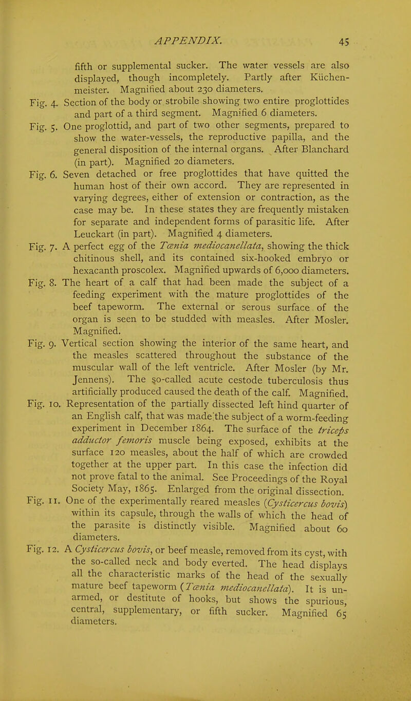 fifth or supplemental sucker. The water vessels are also displayed, though incompletely. Partly after Kiichen- meister. Magnified about 230 diameters. Fig. 4. Section of the body or strobile showing two entire proglottides and part of a third segment. Magnified 6 diameters. Fig. 5. One proglottid, and part of two other segments, prepared to show the water-vessels, the reproductive papilla, and the general disposition of the internal organs. After Blanchard (in part). Magnified 20 diameters. Fig. 6. Seven detached or free proglottides that have quitted the human host of their own accord. They are represented in varying degrees, either of extension or contraction, as the case may be. In these states they are frequently mistaken for separate and independent forms of parasitic life. After Leuckart (in part). Magnified 4 diameters. Fig. 7. A perfect egg of the Ta7iia inediocanellata, showing the thick chitinous shell, and its contained six-hooked embryo or hexacanth proscolex. Magnified upwards of 6,000 diameters. Fig. 8. The heart of a calf that had been made the subject of a feeding experiment with the mature proglottides of the beef tapeworm. The external or serous surface of the organ is seen to be studded with measles. After Mosler. Magnified. Fig. 9. Vertical section showing the interior of the same heart, and the measles scattered throughout the substance of the muscular wall of the left ventricle. After Mosler (by Mr. Jennens). The 50-called acute cestode tuberculosis thus artificially produced caused the death of the calf. Magnified. Fig. 10. Representation of the partially dissected left hind quarter of an English calf, that was made^the subject of a worm-feeding experiment in December 1864. The surface of the triceps addtutor femoris muscle being exposed, exhibits at the surface 120 measles, about the half of which are crowded together at the upper part. In this case the infection did not prove fatal to the animal. See Proceedings of the Royal Society May, 1865. Enlarged from the original dissection. Fig. II. One of the experimentally reared measles {Cysticercus bovis) within its capsule, through the walls of which the head of the parasite is distinctly visible. Magnified about 60 diameters. Fig. 12. A Cysticercus bovis, or beef measle, removed from its cyst, with the so-called neck and body everted. The head displays all the characteristic marks of the head of the sexually mature beef tapeworm inediocanellata). It is un- armed, or destitute of hooks, but shows the spurious, central, supplementary, or fifth sucker. Magnified 65 diameters.