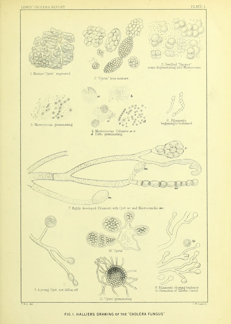 1. Matu.reCysts raptured ;® , w.v ;. (0) 5 . Micrococcus germ in aring ^0® © ®® n (y ® ® 0 ^ © cD 4-Micrococcus Colonies a-c c? Ditto geiminating 6. _FiLaments giimiTig to b e forme d FlG.l. HALLIERS DRAWING OF THE CHOLERA FUNGUS”