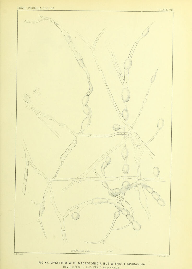 FIG.XX. MYCELIUM WITH MACROCONiDIA BUT WITHOUT SPORANGIA DEVELOPED IN CHOLERAIC DISCHARGE