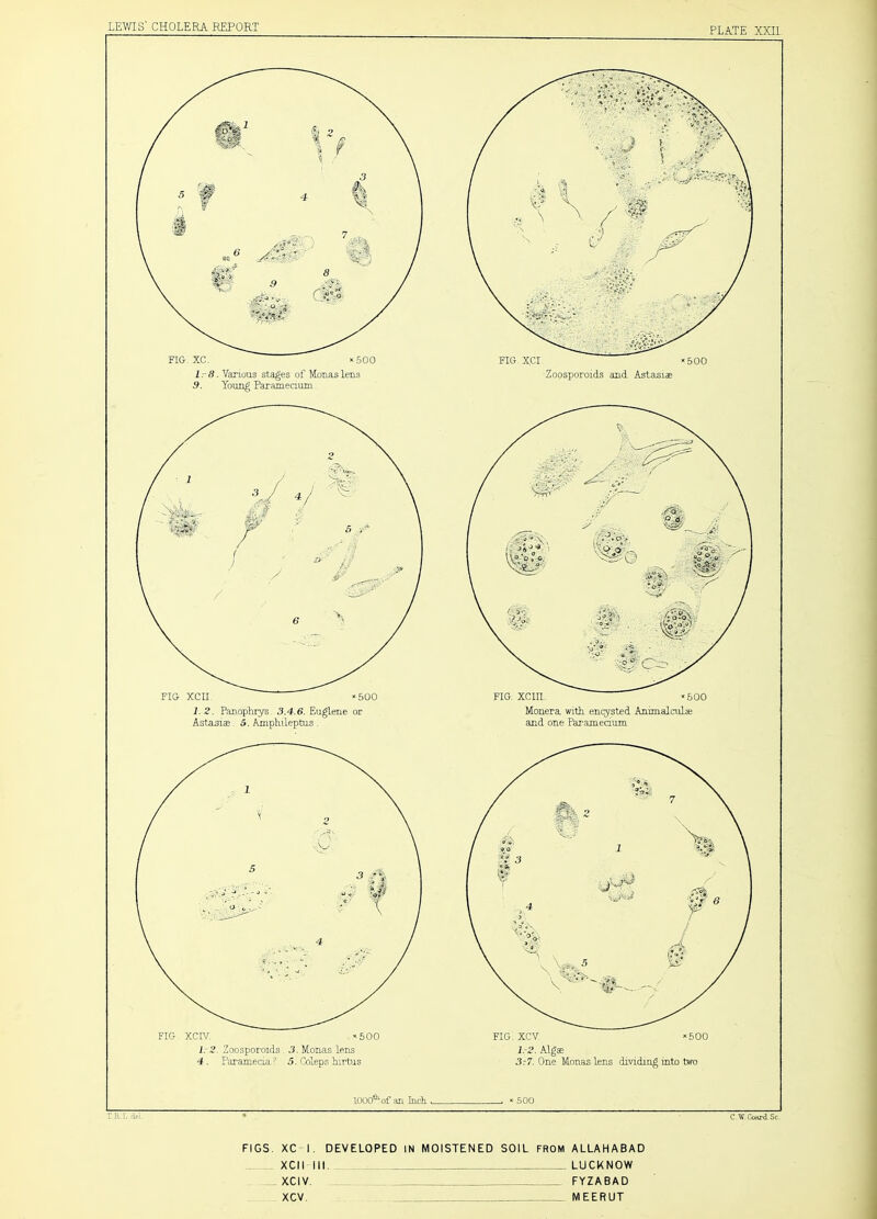 PLATE XXII, Zoosporoids Monas lens 4. Paramecia? 5. Coleps hirtus FIG, XCI Zoosporoids and Astanias and one Parainediim 3:1. One Monas lens dividing into two 1000^ of an Inch. * 500 T.R L r\e\ C W.CoHTdSc. FIGS. XC I. DEVELOPED IN MOISTENED SOIL FROM ALLAHABAD , XCII III. LUCKNOW , XCIV. FYZABAD XCV. MEERUT