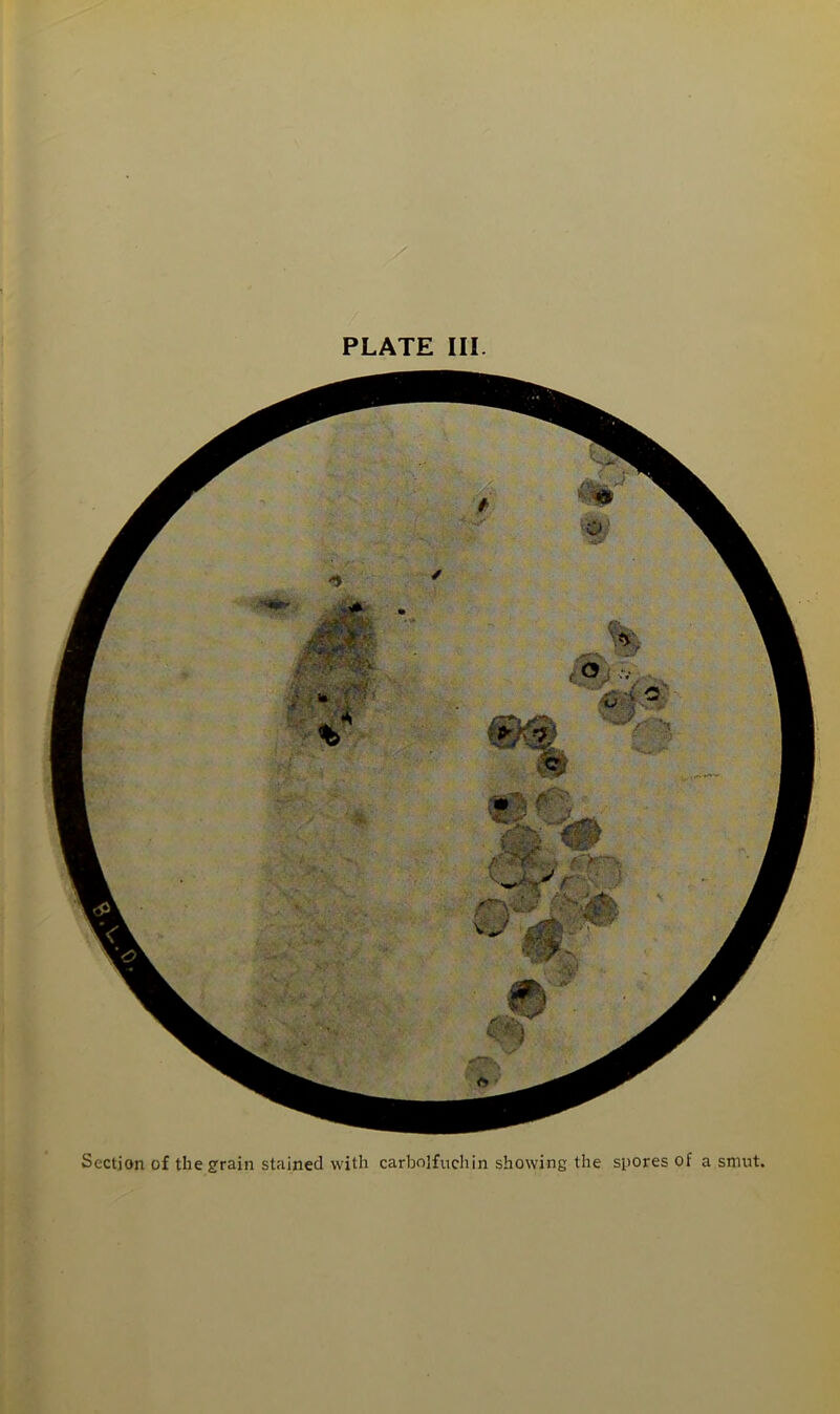 Section of the grain stained with carbojfuchin showing the spores of a smut.