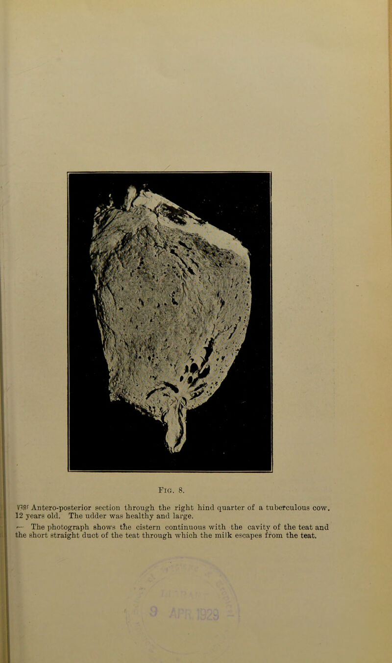 Anteroposterior section through the right hind quarter of a tuberculous cow. 12 years old. The udder was healthy and large. r— The photograph shows the cistern continuous with the cavity of the teat and the short straight duct of the teat through which the milk escapes from the teat. i