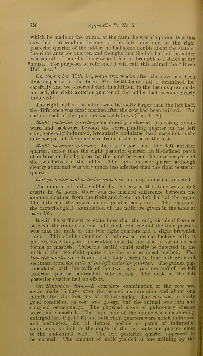 which he made or the animal at the farm, he was of opinion that this cow had tuberculous lesions of the left lung and of the right posterior quarter of the udder, he had some doubts about the state of the right anterior quarter, and thought that the left half of the udder was sound. I bought this cow and had it brought to a stable at my •house. For purposes of reference I will call this animal the “ Birch Hall cow.” On September 1Oth, i.e., some two weeks after the cow had been first inspected at the farm, Mr. Brittlebank and I examined her carefully and we observed that, in addition to the lesions previously noticed, the right anterior quarter of the udder had become clearly involved : The right half of the udder was distinctly larger than the left half, the difference was most marked after the cow had been milked. The state of each of the quarters was as follows (Fig. 11 A). Right posterior quarter, considerably enlarged, projecting down- ward and backward beyond the corresponding quarter on the left side, generally indurated, irregularly nodulated hard mass felt in the anterior part of the quarter in front of the base of the teat. Right anterior quarter, slightly larger than the left anterior quarter, softer than the right posterior quarter, an ill-defined patch of induration felt by pressing the hand between the anterior parts of the twm halves of the udder. The right anterior quarter although clearly abnormal was very much less affected than the right posterior quarter. Left posterior and anterior quarters, nothing abnormal detected. The amount of milk yielded by the cow at that time was 7 to 8 quarts in 24 hours, there was no marked difference between the amount obtained from the right and from the left half of the organ. The milk had the appearance of good creamy milk. The results of the bacteriological examination of the milk are given in the table at page 359. It will be sufficient to state here that the only visible difference between the samples of milk obtained from each of the four quarters was that the milk of the two right quarters had a slight brownish tinge. This slight colouring of otherwise normal looking milk is not observed only in tuberculous mastitis but also in various other forms of mastitis. Tubercle bacilli could easily be detected in the milk of the two right quarters by the microscopical method. Two tubercle bacilli were found after long search in four milligrams of sediment from the milk of the left anterior quarter. The guinea pigs inoculated with the milk of the two right quarters and of the left anterior quarter contracted tuberculosis. The milk of the left posterior quarter had no effect. On September 26th.—A complete examination of the cow was again made 16 days after the second examination and about one month after the first (by Mr. Brittlebank). The cow was in fairly good condition, its coat was glossy, but the animal wTas thin and coughed occasionally. The physical signs of pulmonary disease were more marked. The right side of the udder was considerably enlarged (see Fig. 11 B) and both right quarters were much indurated and nodulated. An ill defined nodule or patch of induration could now be felt in the depth of the left anterior quarter close to the abdominal wall. The left posterior quarter appeared to be normal. The amount of milk yielded at one milking by the