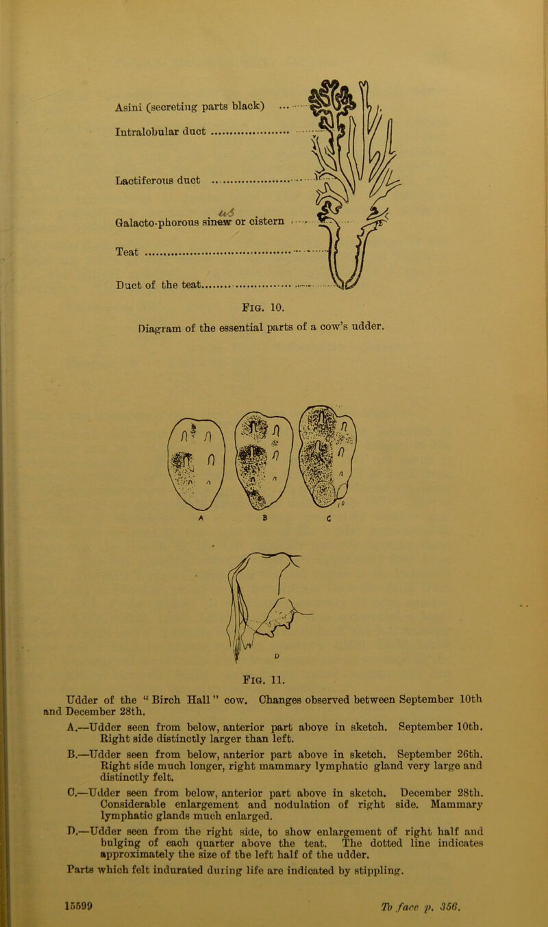 Diagram of the essential parts of a cow’s udder. Fig. 11. Udder of the t( Birch Hall ” cow. Changes observed between September 10th and December 28th. A. —Udder seen from below, anterior part above in sketch. September lOtli. Right side distinctly larger than left. B. —Udder seen from below, anterior part above in sketch. September 26th. Right side much longer, right mammary lymphatic gland very large and distinctly felt. C. —Udder seen from below, anterior part above in sketch. December 28tli. Considerable enlargement and nodulation of right side. Mammary lymphatic glands much enlarged. D. —Udder seen from the right side, to show enlargement of right half and bulging of each quarter above the teat. The dotted line indicates approximately the size of the left half of the udder. Parts which felt indurated during life are indicated by stippling. 15599 To face p. 356,