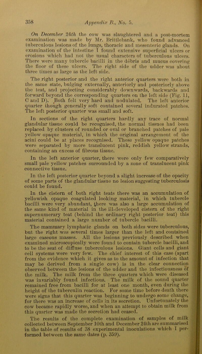 On December 24th the cow whs slaughtered and a post-mortem examination was made by Mr. Brittlebank, who found advanced tuberculous lesions of the lungs, thoracic and mesenteric glands. On examination of the intestine I found extensive superficial ulcers or erosions which had not the usual characters of tuberculous ulcers. There were many tubercle bacilli in the debris and mucus covering the floor of these ulcers. The right side of the udder was about three times as large as the left side. The right posterior and the right anterior quarters were both in the same state, bulging externally, anteriorly and posteriorly above the teat, and projecting considerably downwards, backwards and forward beyond the corresponding quarters on the left side (Fig. 11, C and D). Both felt very hard and nodulated. The left anterior quarter though generally soft contained several indurated patches. The left posterior quarter was small and soft. In sections of the right quarters hardly any trace of normal glandular tissue could be recognised, the normal tissues had been replaced by clusters of rounded or oval or branched patches of pale yellow opaque material, in which the original arrangement of the acini could be at places recognised. These yellow opaque patches were separated by more translucent pink, reddish yellow strands, containing an excess of fibrous tissue. In the left anterior quarter, there were only few comparatively small pale yellow patches surrounded by a zone of translucent pink connective tissue. In the left posterior quarter beyond a slight increase of the opacity of some parts of the glandular tissue no lesion suggesting tuberculosis could be found. In the cistern of both right teats there was an accumulation of yellowish opaque coagulated looking material, in which tubercle bacilli were very abundant, there was also a large accumulation of the same kind of material in the ill-developed cistern of the right supernumerary teat (behind the ordinary right posterior teat) this material contained a large number of tubercle bacilli. The mammary lymphatic glands on both sides were tuberculous, but the right was several times larger than the left and contained large caseous masses. All the lesions previously described when examined microscopically were found to contain tubercle bacilli, and to be the seat of diffuse tuberculous lesions. Giant cells and giant cell systems were very few. The chief interest of this case (apart from the evidence which it gives as to the amount of infection that may be derived from a single cow) is in the clear connection observed between the lesions of the udder and the infectiousness of the milk. The milk from the three quarters which were diseased was invariably found infectious. The milk of the sound quarter remained free from bacilli for at least one month, even during the height of the tuberculin reaction. For some time before death there were signs that this quarter was beginning to undergo some change, for there was an increase of cells in its secretion. Unfortunately the cow became rapidly worse, and when an attempt to obtain milk from this quarter was made the secretion had ceased. The results of the complete examination of samples of milk collected between September 10th and December 24th are summarised in the table of results of 38 experimental inoculations which I per- formed between the same dates (p. 359).