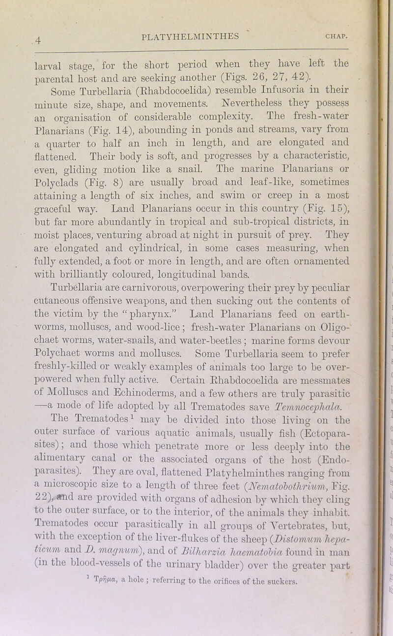 larval stage, for the short period when they have left the parental host and are seeking another (Figs. 26, 2 i, 42). Some Turbellaria (Rhabdocoelida) resemble Infusoria in their minute size, shape, and movements. Nevertheless they possess an organisation of considerable complexity. The fresh-water Planarians (Fig. 14), abounding in ponds and streams, vary from a quarter to half an inch in length, and are elongated and flattened. Their body is soft, and progresses by a characteristic, even, gliding motion like a snail. The marine Planarians or Polyclads (Fig. 8) are usually broad and leaf-like, sometimes attaining a length of six inches, and swim or creep in a most graceful way. Land Planarians occur in this country (Fig. 15), but far more abundantly in tropical and sub-tropical districts, in moist places, venturing abroad at night in pursuit of prey. They are elongated and cylindrical, in some cases measuring, when fully extended, a foot or more in length, and are often ornamented with brilliantly coloured, longitudinal bands. Turbellaria are carnivorous, overpowering their prey by peculiar cutaneous offensive weapons, and then sucking out the contents of the victim by the “ pharynx.” Land Planarians feed on earth- worms, molluscs, and wood-lice; fresh-water Planarians on Oligo- chaet worms, water-snails, and water-beetles ; marine forms devour Polychaet worms and molluscs. Some Turbellaria seem to prefer freshly-killed or weakly examples of animals too large to be over- powered when fully active. Certain Rhabdocoelida are messmates of Molluscs and Echinoderms, and a few others are truly parasitic —a mode of life adopted by all Trematodes save Tcmnoccphala. The Trematodes1 may be divided into those living on the outer surface of various aquatic animals, usually fish (Ectopara- sites) ; and those which penetrate more or less deeply into the alimentary canal or the associated organs of the host (Endo- parasites). they are oval, flattened Platyhelminthes ranging from a microscopic size to a length of three feet (Nematobotlirium, Fig. 22), «nd are provided with organs of adhesion by which they cling to the outer surface, or to the interior, of the animals they inhabit. Trematodes occur parasitically in all groups of Vertebrates, but, with the exception of the liver-flukes of the sheep (Distomum hcpa- ticum and I), magnum'), and of JBilharzia hacmatobia found in man (in the blood-vessels of the urinary bladder) over the greater part _ Tpy/J-a, a hole ; referring to the orifices of the suckers.
