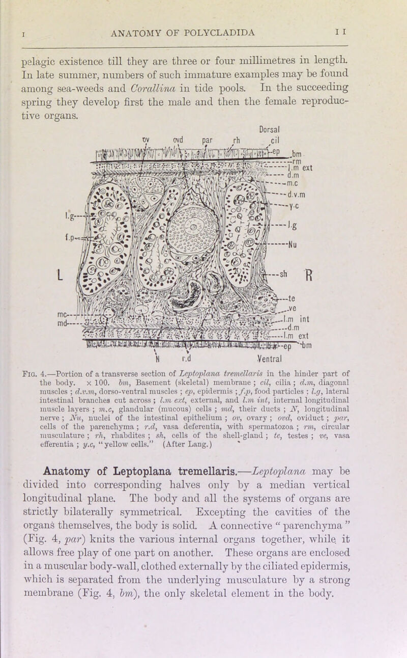 pelagic existence till they are three or four millimetres in length. In late summer, numbers of such immature examples may be found among sea-weeds and Corcdlina in tide pools. In the succeeding spring they develop first the male and then the female reproduc- tive organs. Dorsal Fig. 4.—Portion of a transverse section of Leptoplana tremellaris in the hinder part of the body, x 100. bin, Basement (skeletal) membrane ; cil, cilia ; d.m, diagonal muscles ; d.v.m, dorso-ventral muscles ; ep, epidermis ; f.p, food particles : l.g, lateral intestinal branches cut across; l.m ext, external, and l.m int, internal longitudinal muscle layers ; m.c, glandular (mucous) cells ; vul, their ducts ; A7, longitudinal nerve ; Nu, nuclei of the intestinal epithelium ; ov, ovary ; ovd, oviduct; par, cells of the parenchyma ; r.d, vasa deferentia, with spermatozoa ; rm, circular musculature ; rh, rliabdites ; sh, cells of the shell-gland; le, testes ; ve, vasa efl'erentia ; y.c, “ yellow cells.” (After Lang.) Anatomy of Leptoplana tremellaris.—Leptoplana may be divided into corresponding halves only by a median vertical longitudinal plane. The body and all the systems of organs are strictly bilaterally symmetrical. Excepting the cavities of the organs themselves, the body is solid. A connective “ parenchyma ” (Fig. 4, par) knits the various internal organs together, while, it allows free play of one part on another. These organs are enclosed in a muscular body-wall, clothed externally by the ciliated epidermis, which is separated from the underlying musculature by a strong membrane (Fig. 4. bm), the only skeletal element in the body.