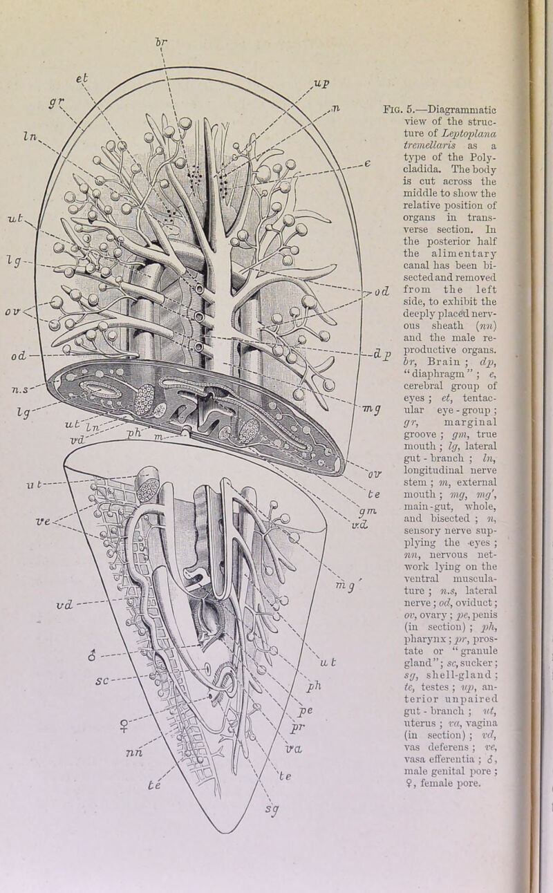 lr ar ov n.s int w.d. sc VCL nn Fig. 5.—Diagrammatic view of the struc- ture of Le.ptopla.na tremcllaris as a type of the Poly- cladida. The body is cut across the middle to show the relative position of organs in trans- verse section. In the posterior half the alimentary canal has been bi- sected and removed from the left side, to exhibit the deeply placed nerv- ous sheath [nn) and the male re- productive organs. br, Brain ; dp, “ diaphragm ” ; e, cerebral group of eyes ; et, tentac- ular eye - group ; gr, marginal groove ; gm, true mouth ; Ig, lateral gut - branch ; In, longitudinal nerve stem ; m, external mouth ; mg, mg', main-gut, whole, and bisected ; n, sensory nerve sup- plying the -eyes ; nn, nervous net- work lying on the ventral muscula- ture ; n.s, lateral nerve ; od, oviduct; ov, ovary; pe, penis (in section) ; ph, pharynx; pr, pros- tate or “ granule gland”; sc,sucker; sg, shell-gland ; te, testes ; up, an- terior unpaired gut - branch ; ut, uterus ; va, vagina (in section); vd, vas deferens ; rc, vasa effereutia ; i, male genital pore ; $, female pore.