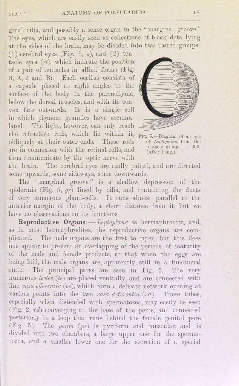 ginal cilia, and possibly a sense organ in the “ marginal groove.” The eyes, which are easily seen as collections of black dots lying at the sides of the brain, may be divided into two paired groups: (1) cerebral eyes (Fig. 5, e), and (2) ten- tacle eyes (et), which indicate the position of a pair of tentacles in allied forms (Fig. 8, A, t and B). Each ocellus consists of a capsule placed at right angles to the surface of the body in the parenchyma, below the dorsal muscles, and with its con- vex face outwards. It is a single cell in which pigment granules have accumu- lated. The light, however, can only reach the refractive rods, which lie within it, obliquely at their outer ends. These rods are in connexion with the retinal cells, and thus communicate by the optic nerve with the brain. The cerebral eyes are really paired, and are directed some upwards, some sideways, some downwards. The “ marginal groove ” is a shallow depression of the epidermis (Fig. 5, gr) lined by cilia, and containing the ducts of very numerous gland-cells. It runs almost parallel to the anterior margin of the body, a short distance from it, but we have no observations on its functions. Reproductive Organs.—Leptoplana is hermaphrodite, and, as in most hermaphrodites, the reproductive organs are com- plicated. The male organs are the first to ripen, but this does not appear to prevent an overlapping of the periods of maturity of the male and female products, so that when the eggs are being laid, the male organs are, apparently, still in a functional state. The principal parts are seen in Fig. 5. The very numerous testes (te) are placed ventrally, and are connected with fine vasa efferentia (ve), which form a delicate network opening at various points into the two vasa deferentia (vd). These tubes, especially when distended with spermatozoa, may easily be seen (Fig. 2, vd) converging at the base of the penis, and connected posteriorly by a loop that runs behind the female genital pore (Fig. 5). The penis (pe) is pyriform and muscular, and is divided into two chambers, a large upper one for the sperma- tozoa, and a smaller lower one for the secretion of a special Fig. 6.—Diagram of an eye of Leptoplana from the tentacle group, x 600. (After Lang.)