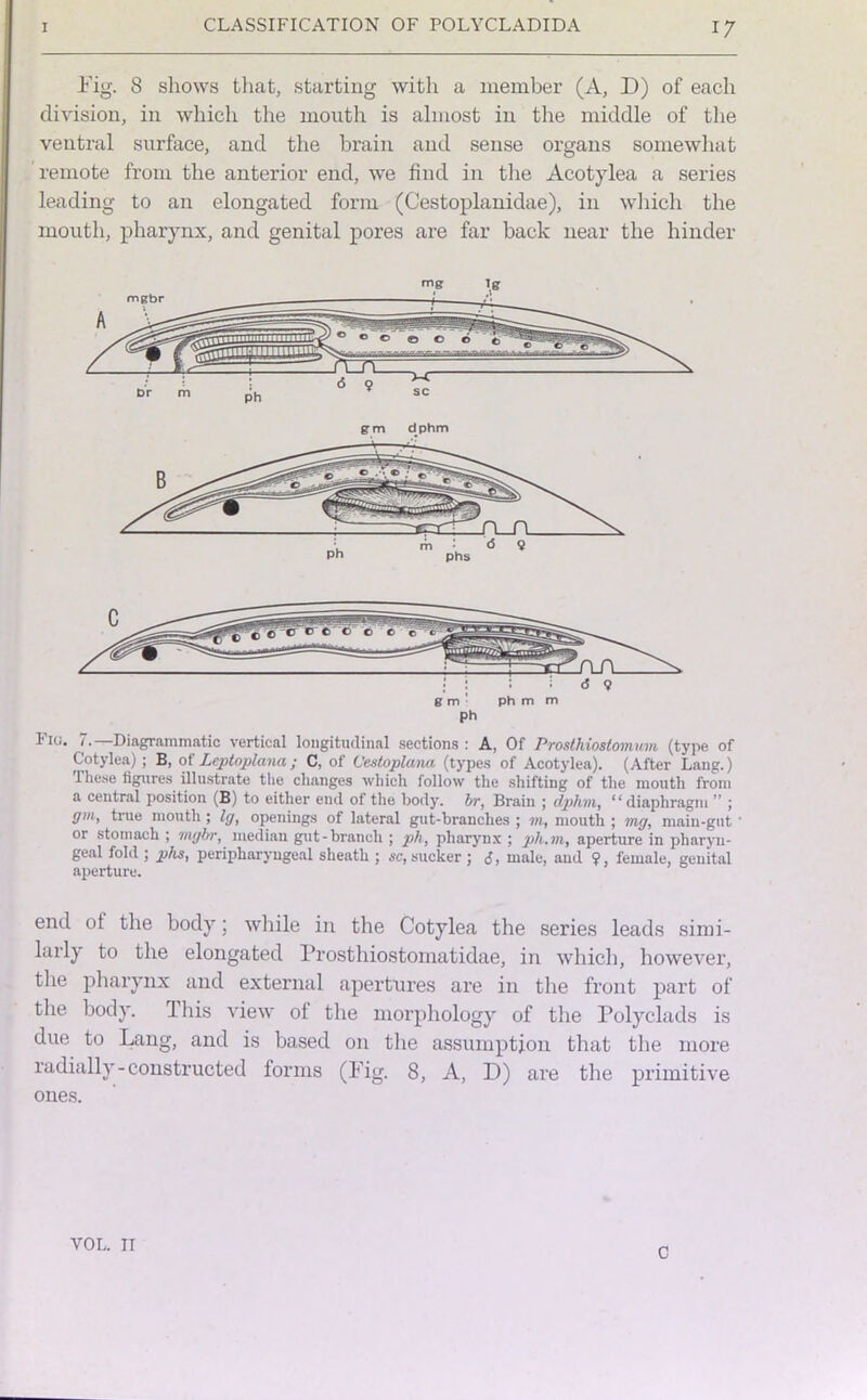 Fig. 8 shows that, starting with a member (A, D) of each division, in which the mouth is almost in the middle of the ventral surface, and the brain and sense organs somewhat remote from the anterior end, we find in the Acotylea a series leading to an elongated form (Cestoplanidae), in which the mouth, pharynx, and genital pores are far back near the hinder mg ig mgbr phs Fig. 7.—Diagrammatic vertical longitudinal sections : A, Of Prosthiostomum (type of Cotylea); B, of Leptoplana; C, of Cestoplana (types of Acotylea). (After Lang.) Iliese figures illustrate the changes which follow the shifting of the mouth from a central position (B) to either end of the body, br, Brain ; dphm, “ diaphragm ” ; gm, true mouth ; Ig, openings of lateral gut-branches ; m, mouth ; mg, main-gut or stomach ; mgbr, median gut-brancli ; ph, pharynx ; ph.m, aperture in pharyn- geal fold ; phs, peripharyngeal sheath ; sc, sucker; <5, male, and 9, female, genital aperture. end ot the body; while in the Cotylea the series leads simi- larly to the elongated Prosthiostomatidae, in which, however, the pharynx and external apertures are in the front part of the body. Ibis view of the morphology of the Polyclads is due to Lang, and is based on the assumption that the more radially-constructed forms (Fig. 8, A, D) are the primitive ones. VOL. II c