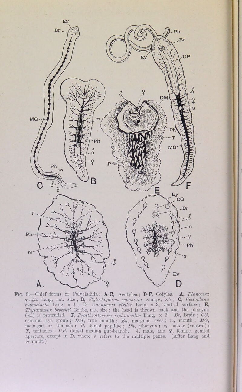 Fig. 8.—Chief forms of Polycladida: A-C, Acotylea; D-F, Cotylea. A, Planocem graMi Lang, nat. size ; B, Stylochoplana maculatci Stimps, x 7 ; C, Cestoplana rubrocincta Lang, x ; D, Anonymus vvrilis Lang, x 3, ventral surface ; E, Tkysanozoon brocchii Grube, nat. size ; the head is thrown back and the pharynx (ph) is protruded. F, Prosthiostomum siphunculus Lang, x 3. Br, Brain ; CG, cerebral eye group ; DM, true mouth ; By, marginal eyes ; m, mouth ; MG, main-gut or stomach ; P, dorsal papillae ; Ph, pharynx ; s, sucker (ventral) ; T, tentacles ; UP, dorsal median gut-branch. <5, male, and $, female, genital aperture, except in D, where <J refers to the multiple penes. (After Lang and Schmidt.)