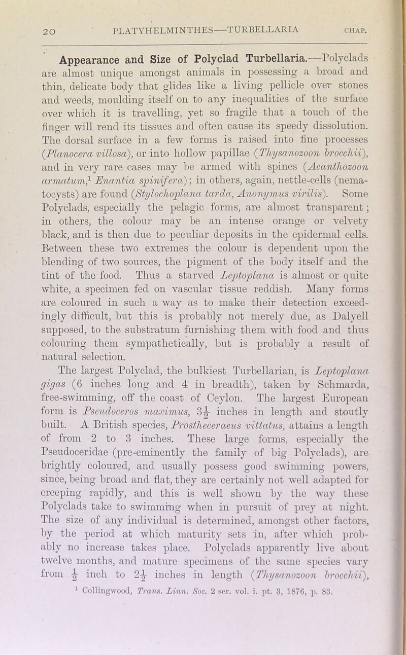 Appearance and Size of Polyclad Turbellaria.—Polyclads are almost unique amongst animals in possessing a broad and thin, delicate body that glides like a living pellicle over stones and weeds, moulding itself on to any inequalities of the surface over which it is travelling, yet so fragile that a touch of the finger will rend its tissues and often cause its speedy dissolution. The dorsal surface in a few forms is raised into fine processes (Planocera vmosa), or into hollow papillae (Thysanozoon Irocchii), and in very rare cases may be armed with spines (Acanthozoon armatum,1 Enantia spinifera); in others, again, nettle-cells (nema- tocysts) are found (Stylochoplana tarda, Anonymus virilis). Some Polyclads, especially the pelagic forms, are almost transparent; in others, the colour may be an intense orange or velvety black, and is then due to peculiar deposits in the epidermal cells. Between these two extremes the colour is dependent upon the blending of two sources, the pigment of the body itself and the tint of the food. Thus a starved Leptoplana is almost or quite white, a specimen fed on vascular tissue reddish. Many forms are coloured in such a way as to make their detection exceed- ingly difficult, but this is probably not merely due, as Dalyell supposed, to the substratum furnishing them with food and thus colouring them sympathetically, but is probably a result of natural selection. The largest Polyclad, the bulkiest Turbellarian, is Leptoplana gigas (6 inches long and 4 in breadth), taken by Schmarda, free-swimming, off the coast of Ceylon. The largest European form is Pseudoceros maximus, Sir inches in length and stoutly built. A British species, Prostheceraeus vittatns, attaius a length of from 2 to 3 inches. These large forms, especially the Pseudoceridae (pre-eminently the family of big Polyclads), are brightly coloured, and usually possess good swimming powers, since, being broad and flat, they are certainly not well adapted for creeping rapidly, and this is well shown by the way these Polyclads take to swimming when in pursuit of prey at night. The size of any individual is determined, amongst other factors, by the period at which maturity sets in, after which prob- ably no increase takes place. Polyclads apparently live about twelve months, and mature specimens of the same species vary from jjr inch to 2^- inches in length (Thysanozoon Irocchii), 1 Collingwood, Trans. Linn. Soc. 2 ser. vol. i. pt. 3, 1876, p. 83.