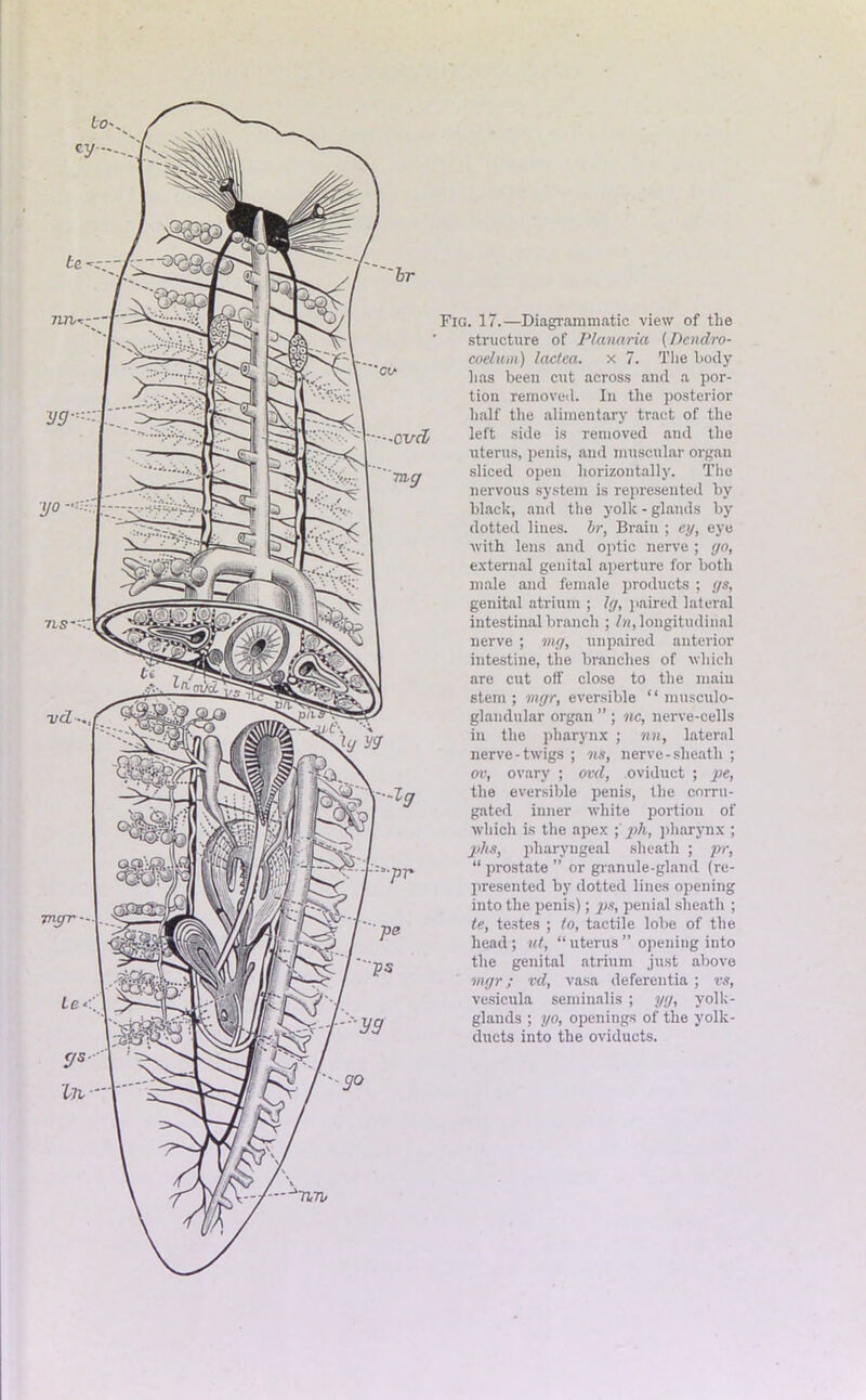 71 Fig. 17.—Diagrammatic view of the structure of Planaria (Dendro- coelurn) lactea. x 7. The body lias been cut across and a por- tion removed. In the posterior half the alimentary tract of the left side is removed and the uterus, penis, and muscular organ sliced open horizontally. The nervous system is represented by black, and the yolk - glands by dotted lines, hr, Braiu ; ey, eye with lens and optic nerve ; go, external genital aperture for both male and female products ; gs, genital atrium ; Ig, paired lateral intestinal branch ; In, longitudinal nerve ; mg, unpaired anterior intestine, the branches of which are cut off close to the main stem; mgr, eversible “ musculo- glandular organ ” ; nc, nerve-cells in the pharynx ; nn, lateral nerve-twigs ; ns, nerve-sheath ; ov, ovary ; ovd, oviduct ; pe, the eversible penis, the corru- gated inner white portion of which is the apex ; ph, pharynx ; phs, pharyngeal sheath ; pr, “ prostate ” or granule-gland (re- presented by dotted lines opening into the penis); ps, penial sheath ; le, testes ; to, tactile lobe of the head; ut, “uterus” opening into the genital atrium just above mgr; vcl, vasa deferentia ; vs, vesicula seminalis ; yg, yolk- glands ; yo, openings of the yolk- ducts into the oviducts.